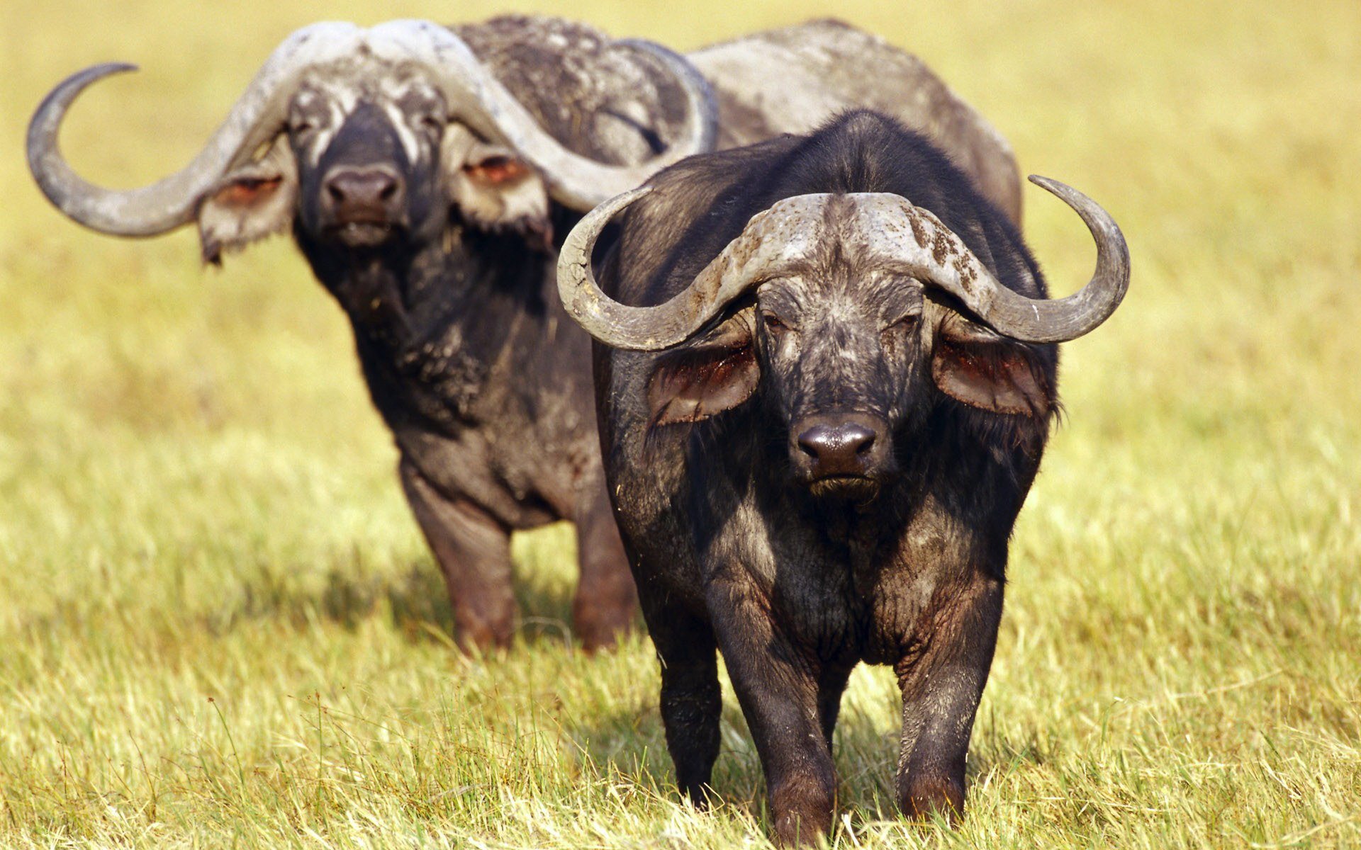 Download Buffalo Animal African Buffalo HD Wallpaper