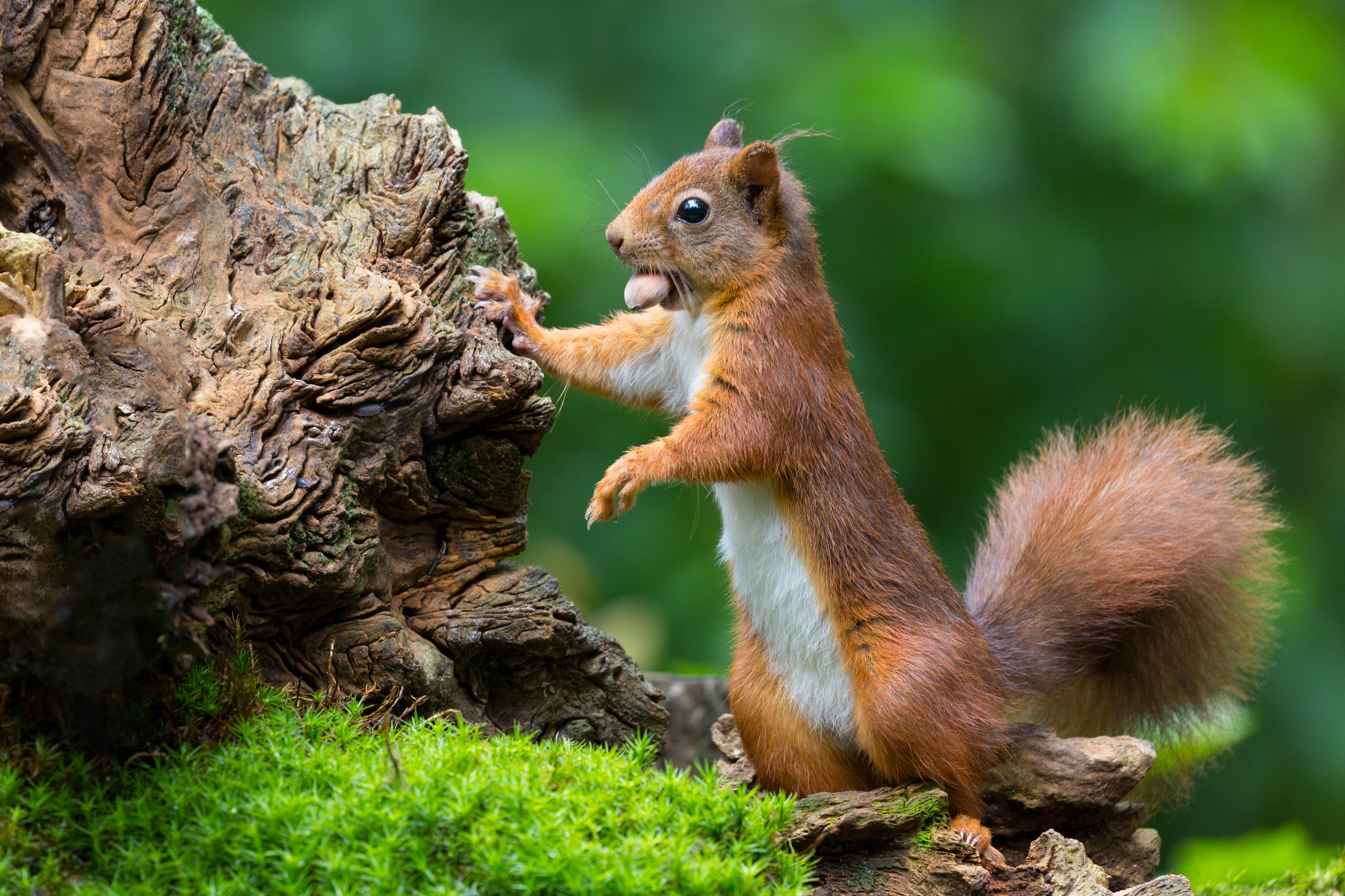 597 Squirrel HD Wallpapers Backgrounds Wallpaper Abyss