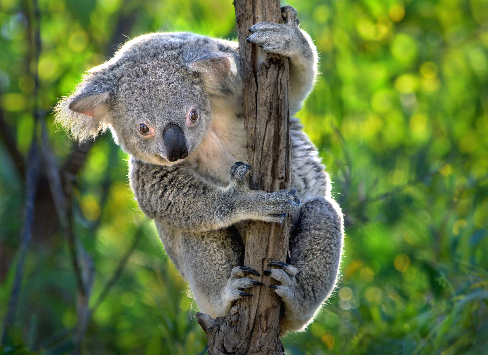 Download Bokeh Animal Koala HD Wallpaper