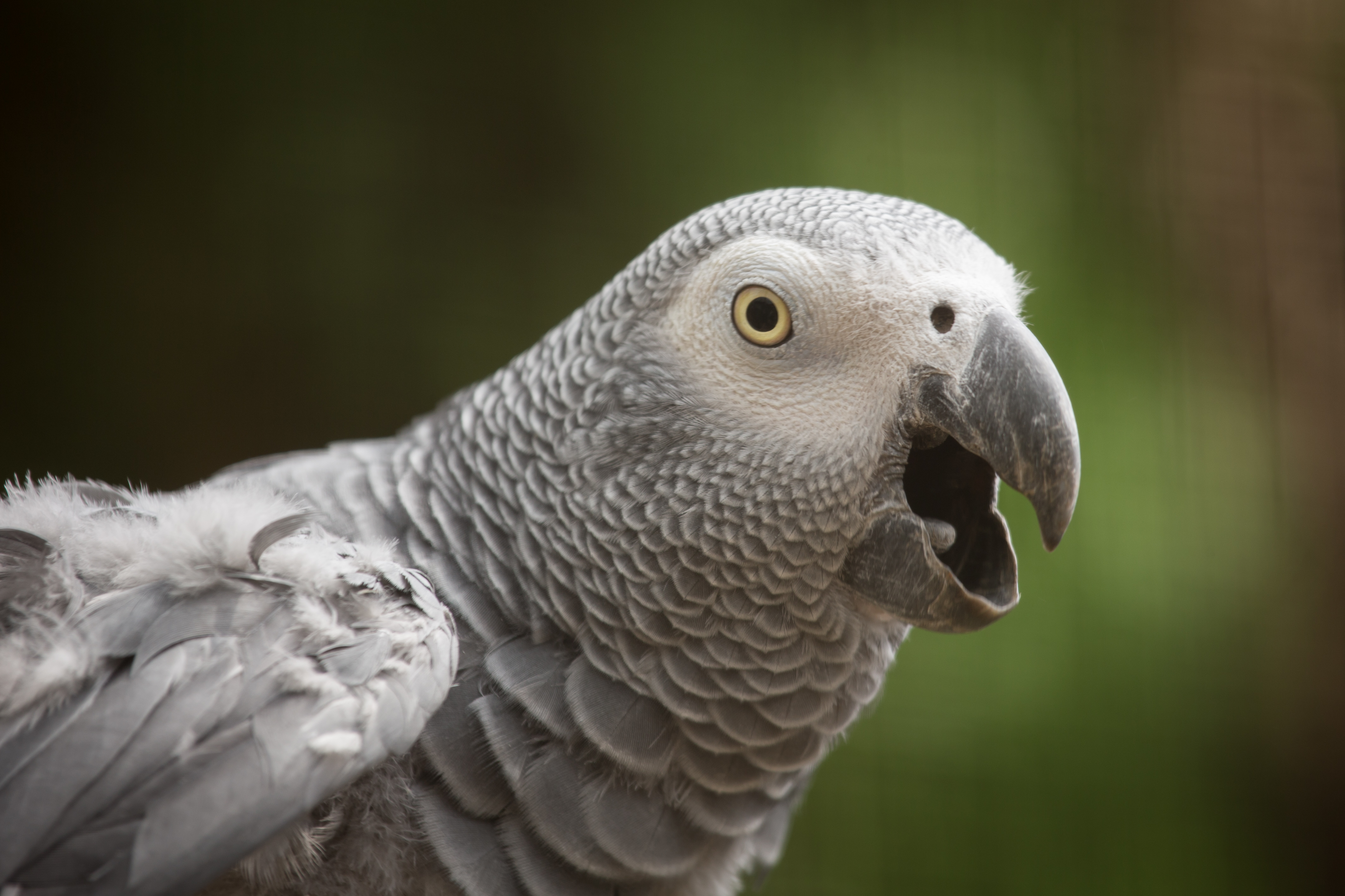 African Grey Parrot 4k Ultra HD Wallpaper Background Image