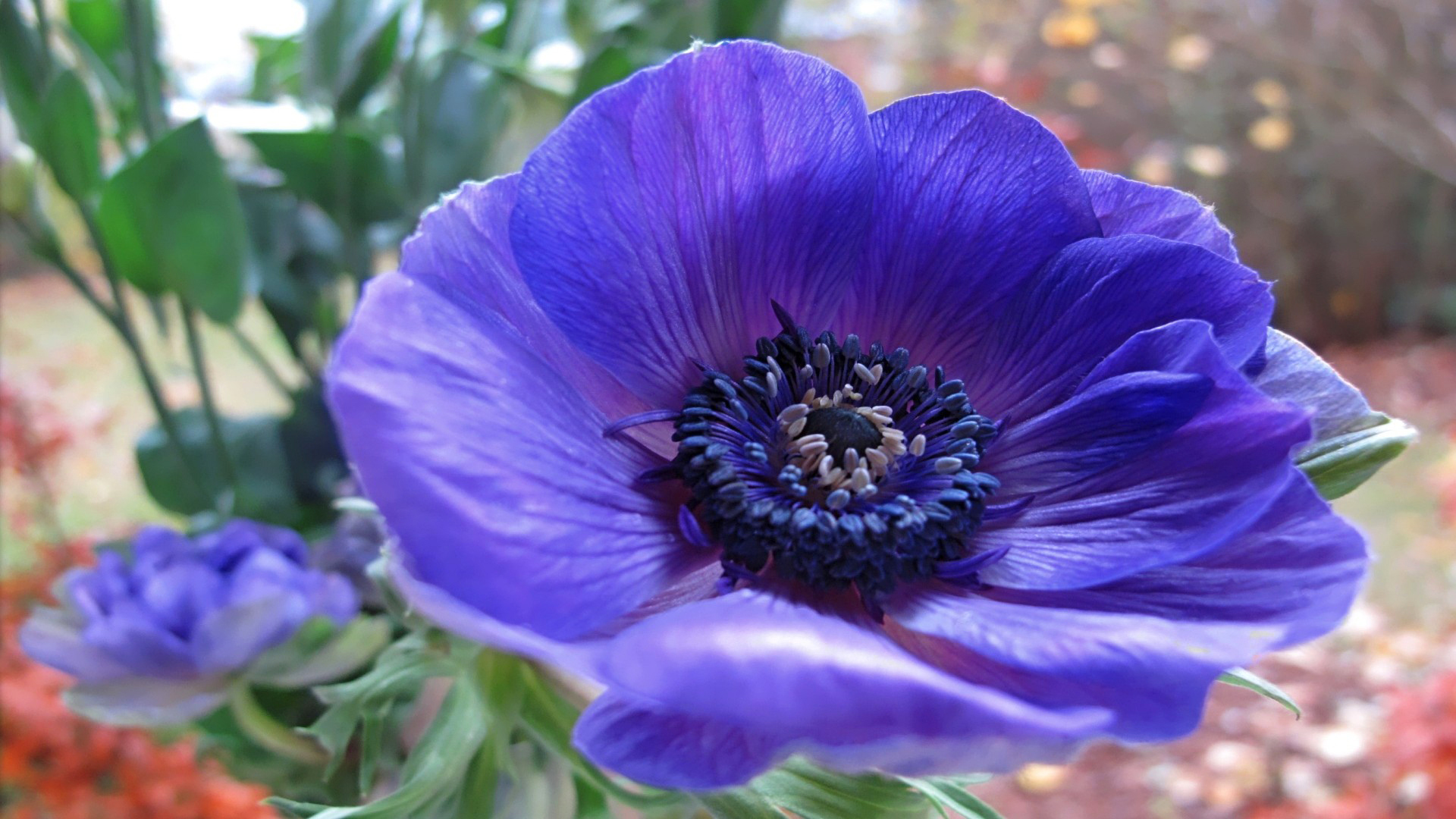 Download Purple Flower Flower Nature Anemone HD Wallpaper