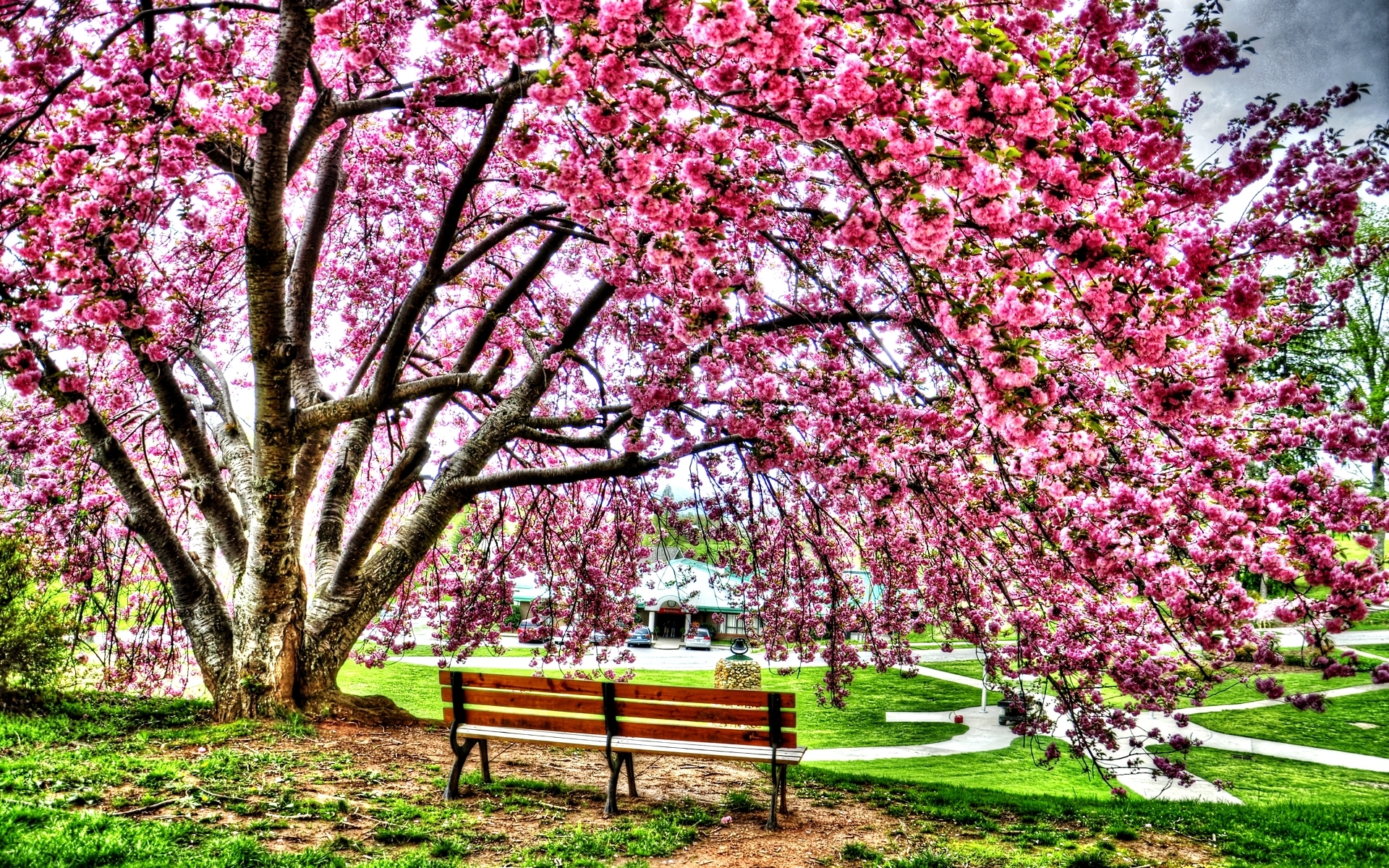 Download HDR Pink Flower Spring Bench Blossom Flower Tree Earth