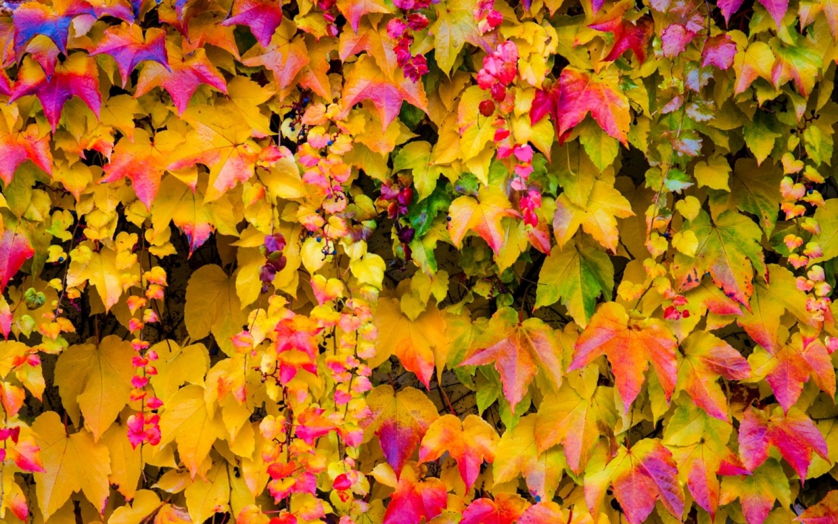 Download Fall Ivy Vine Nature Leaf Wallpaper