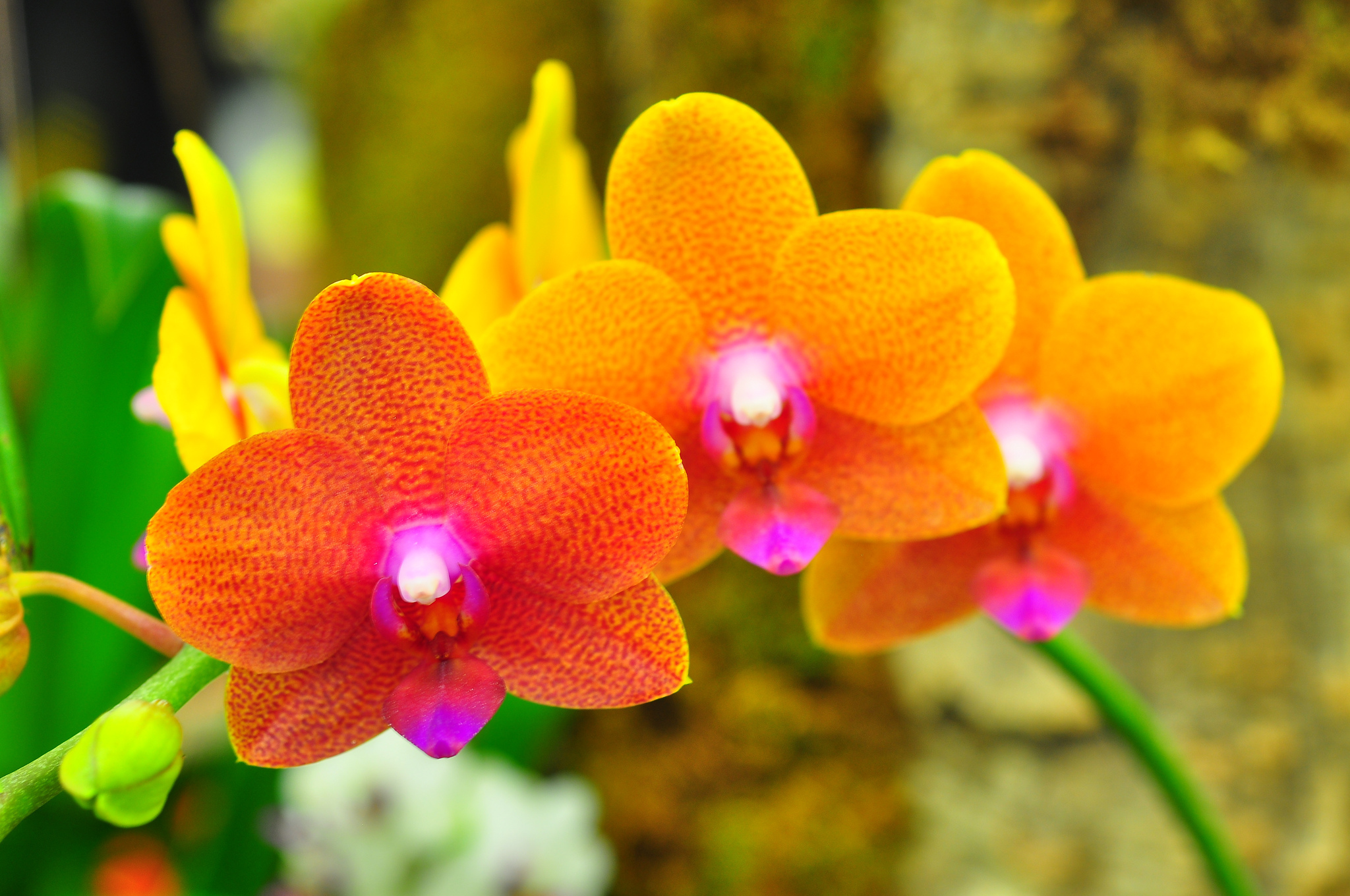 Download Orange Flower Nature Flower Orchid HD Wallpaper