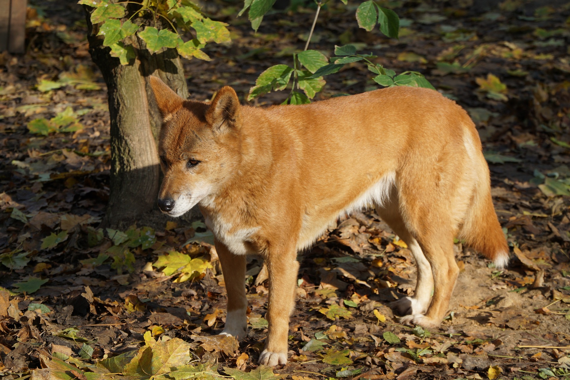 Download Wild Dog Mammal Australian Dog Animal Dingo HD Wallpaper