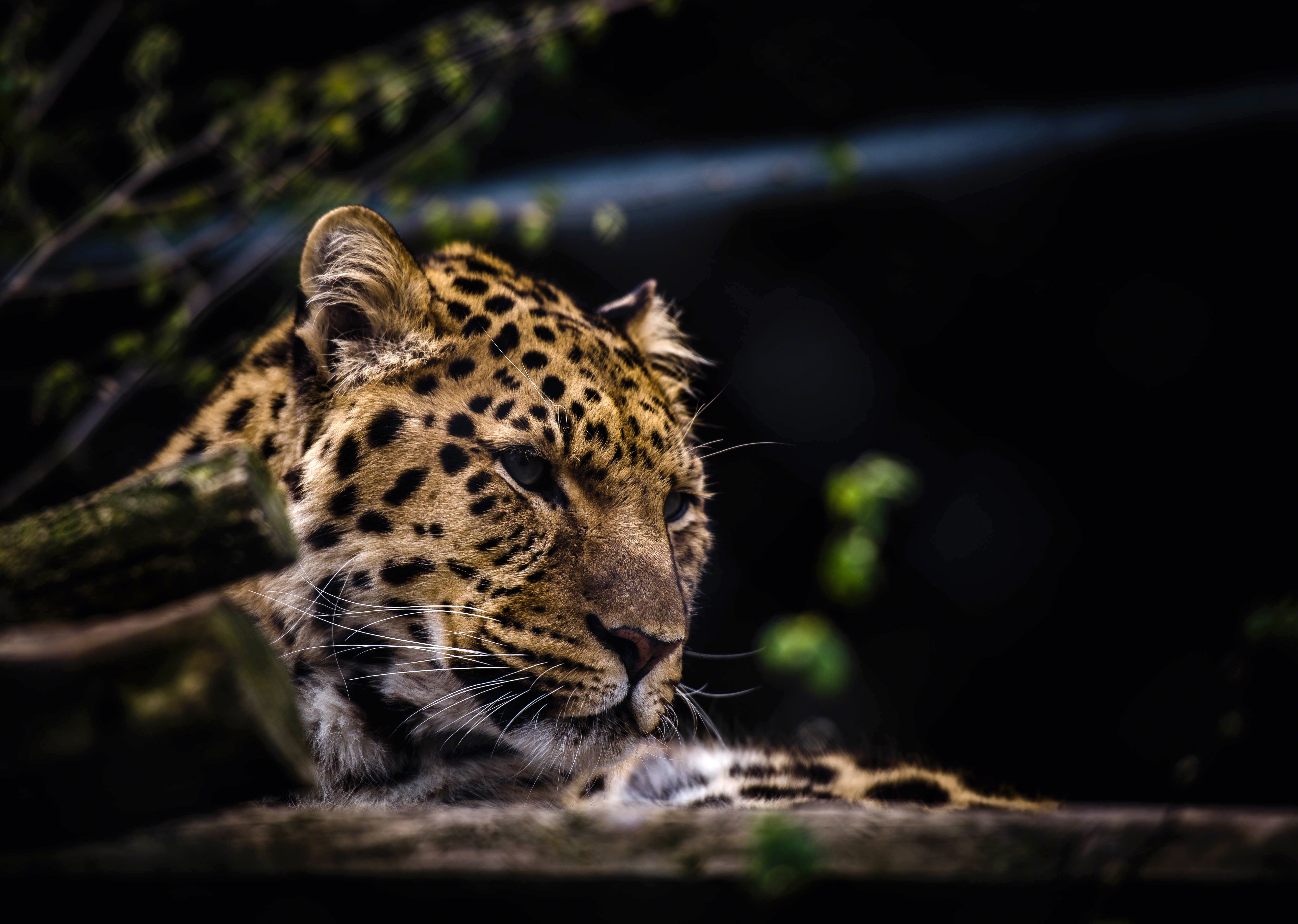 Download Zoo Animal Leopard 4k Ultra HD Wallpaper