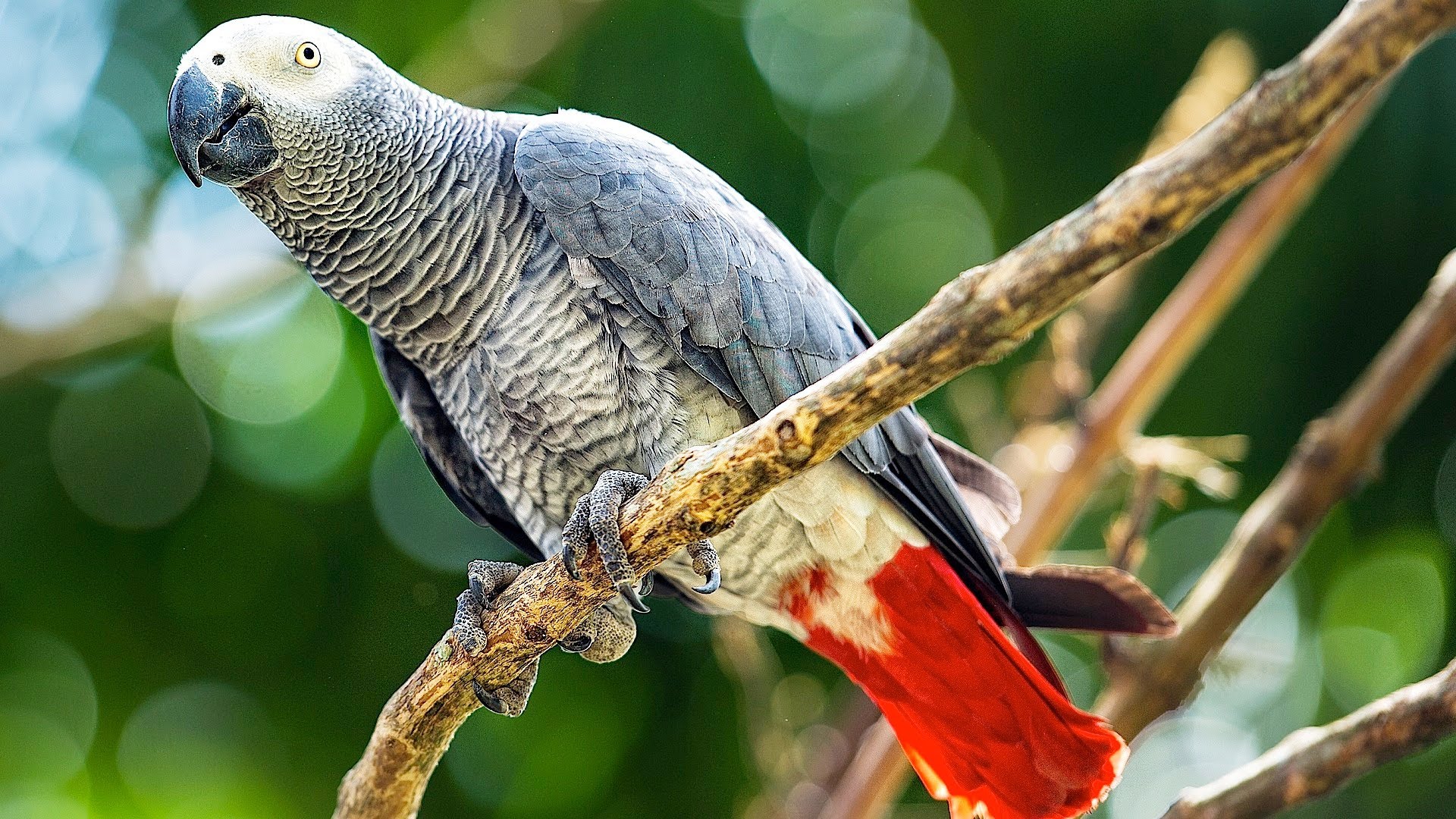Download Bird Parrot Animal African Grey Parrot HD Wallpaper