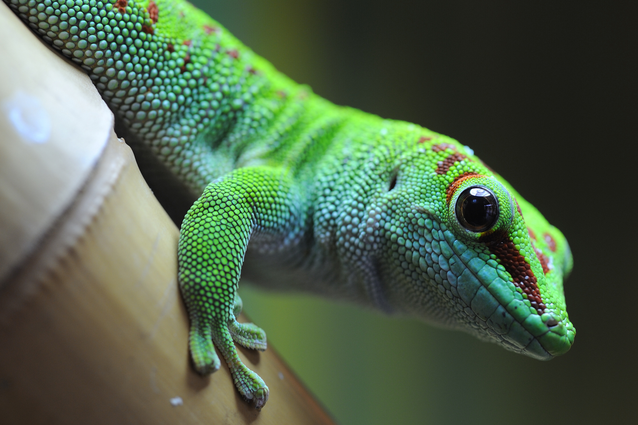 Gecko HD Wallpaper Background Image 2048x1363 ID