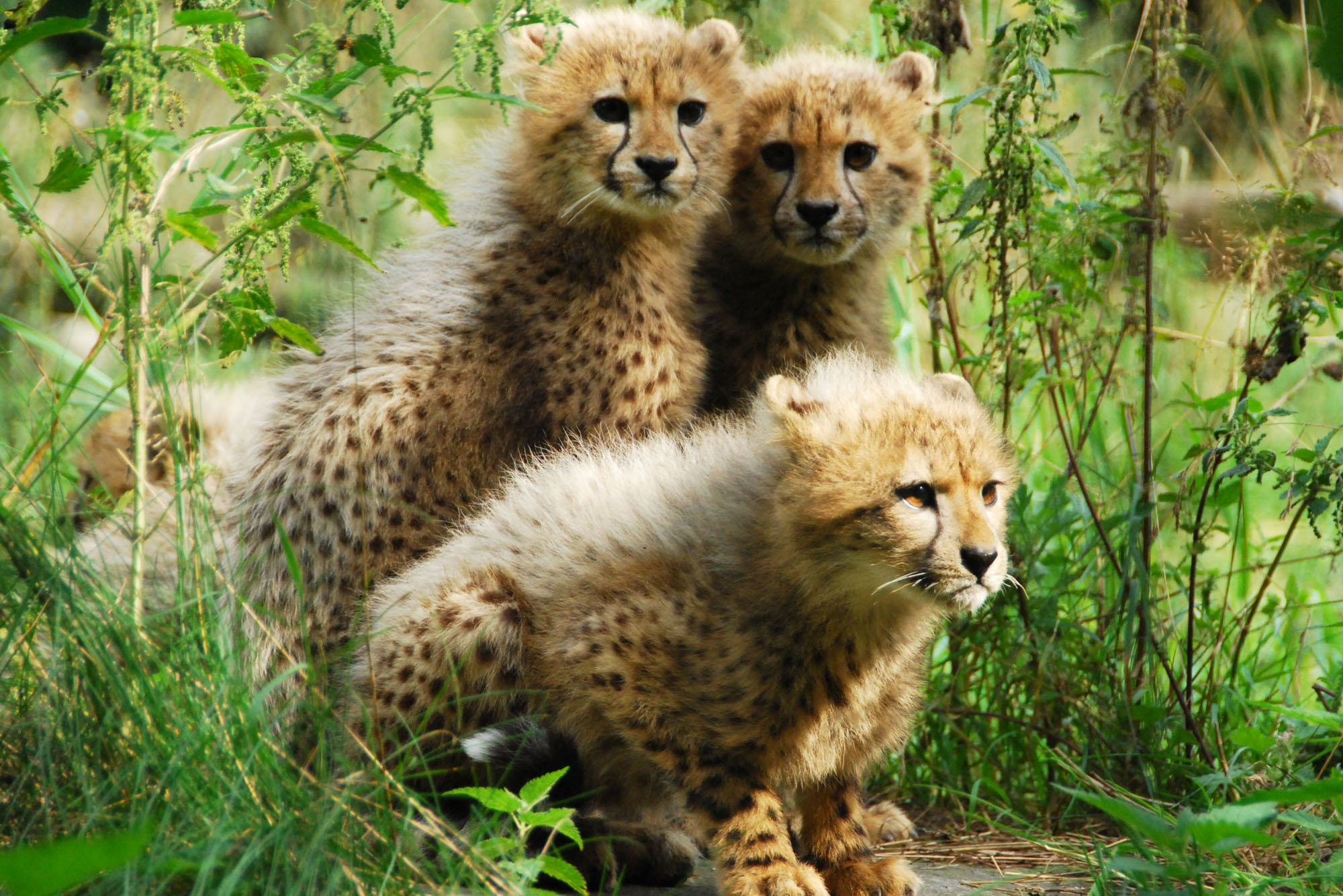 Cheetah Cubs HD Wallpaper