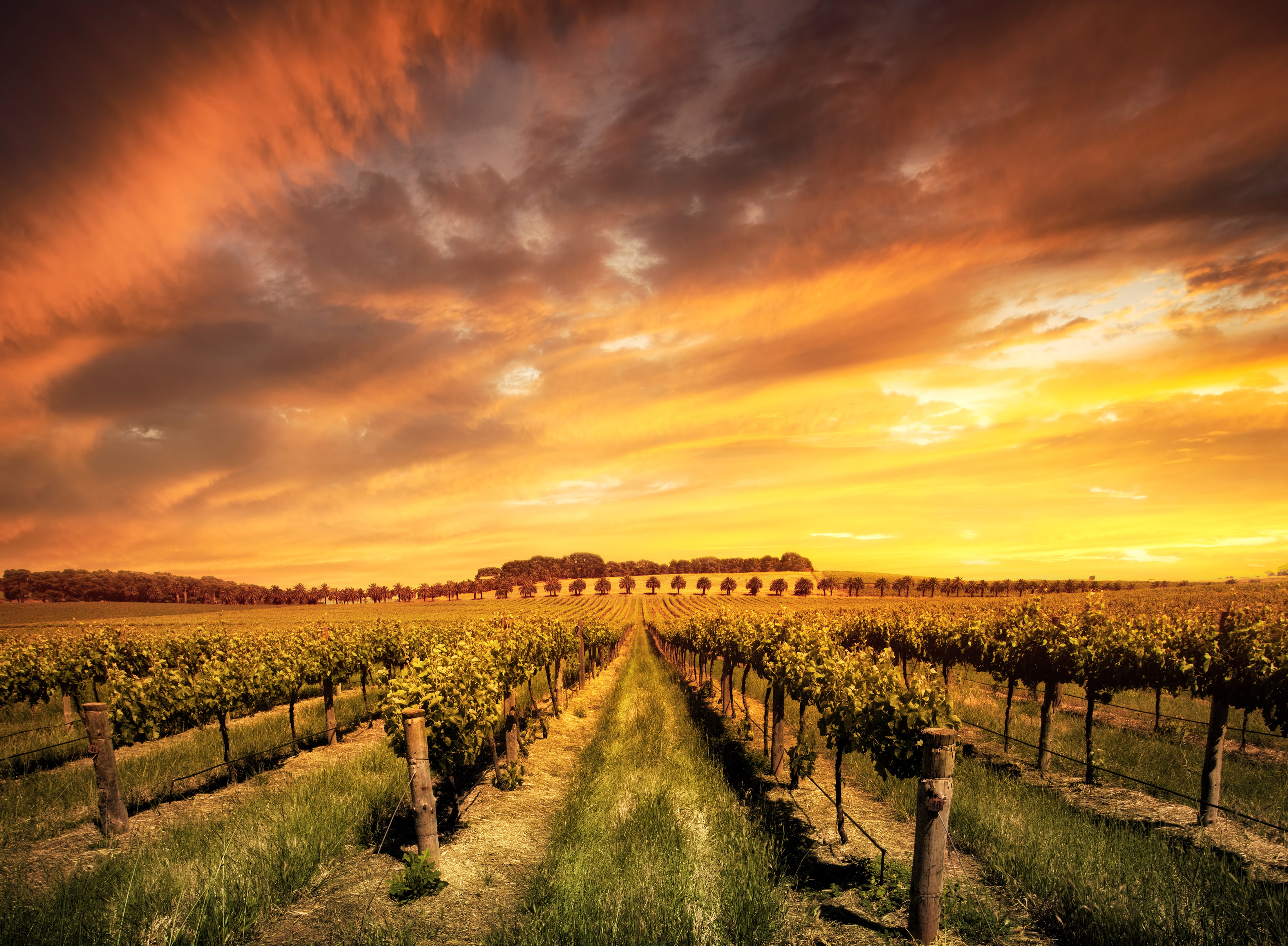 Download Cloud Landscape Sunset Nature Man Made Vineyard 4k Ultra HD