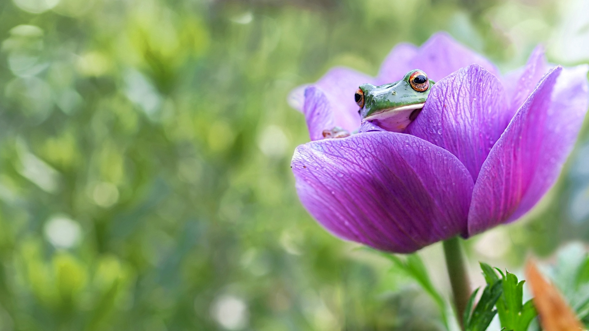 Download Bokeh Purple Flower Amphibian Tulip Flower Animal Frog HD