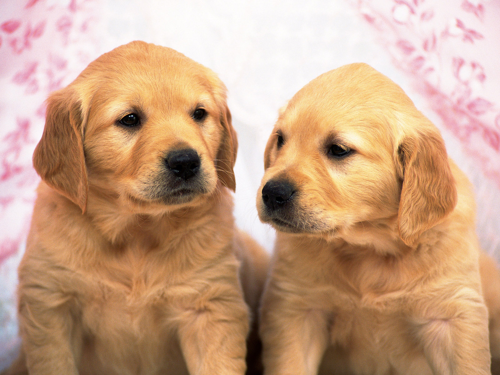 Golden Retriever Puppies HD Wallpaper