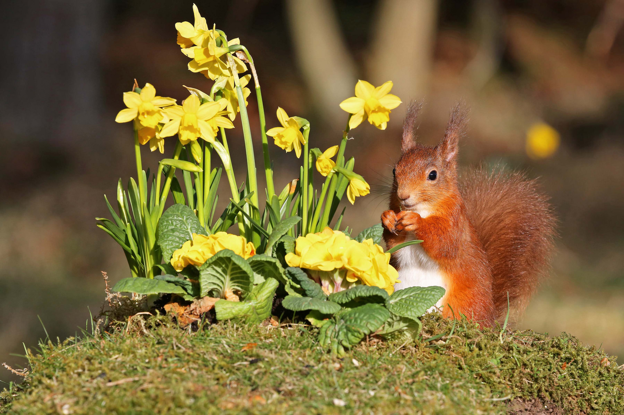 Download Eating Moss Yellow Flower Daffodil Depth Of Field Flower Rodent Animal Squirrel HD