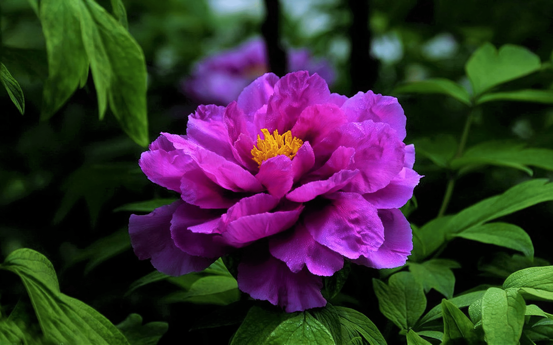 Download Purple Flower Flower Nature Peony HD Wallpaper