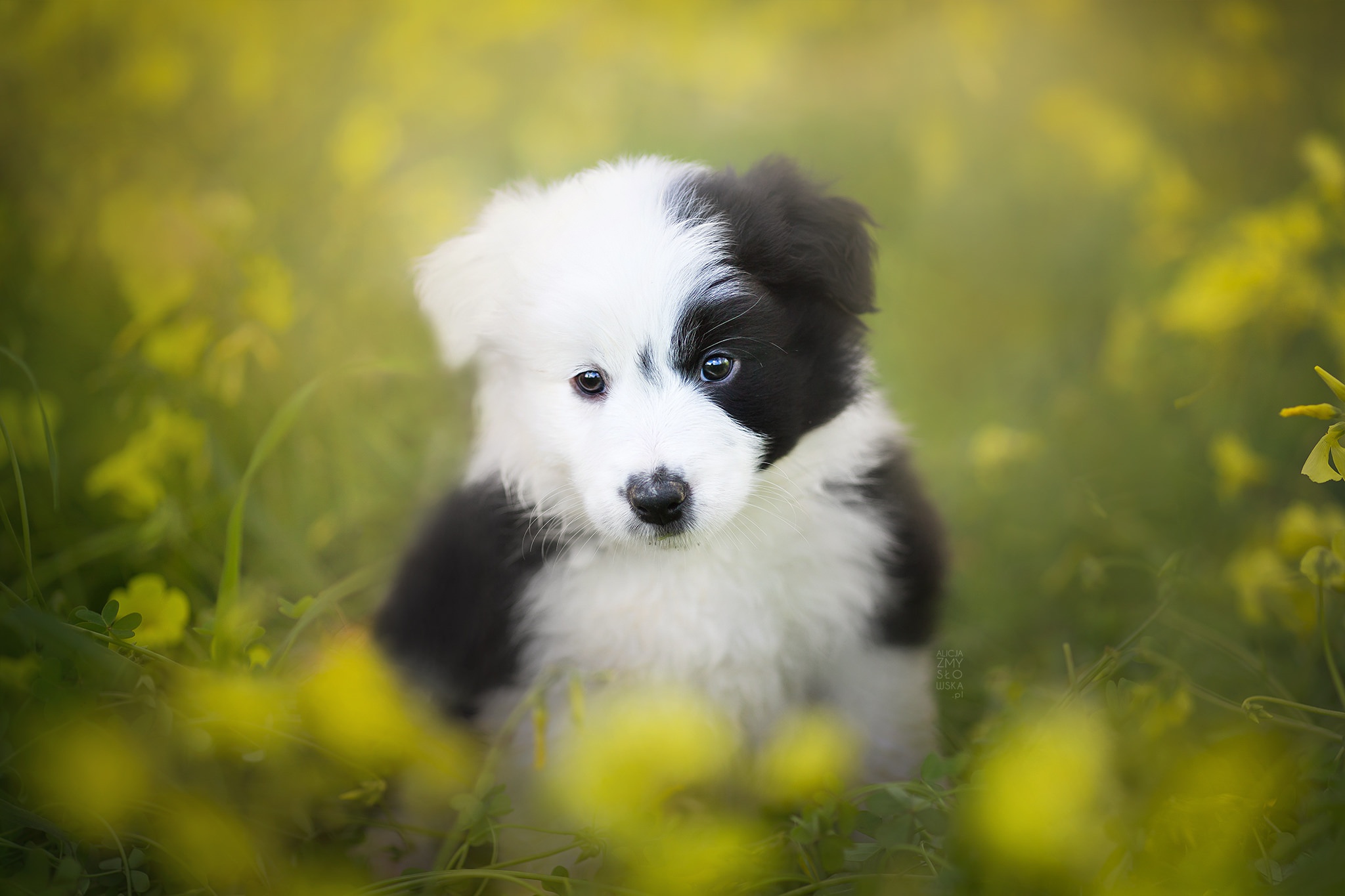 Border Collie HD Wallpaper Background Image 2048x1365