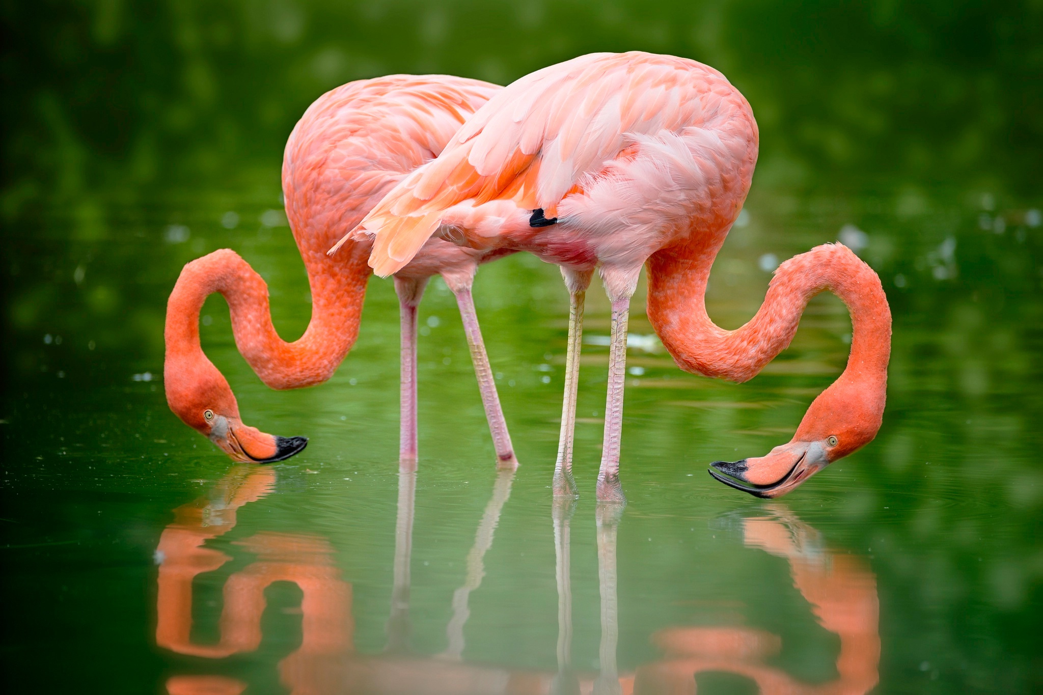 Download Bird Reflection Animal Flamingo HD Wallpaper