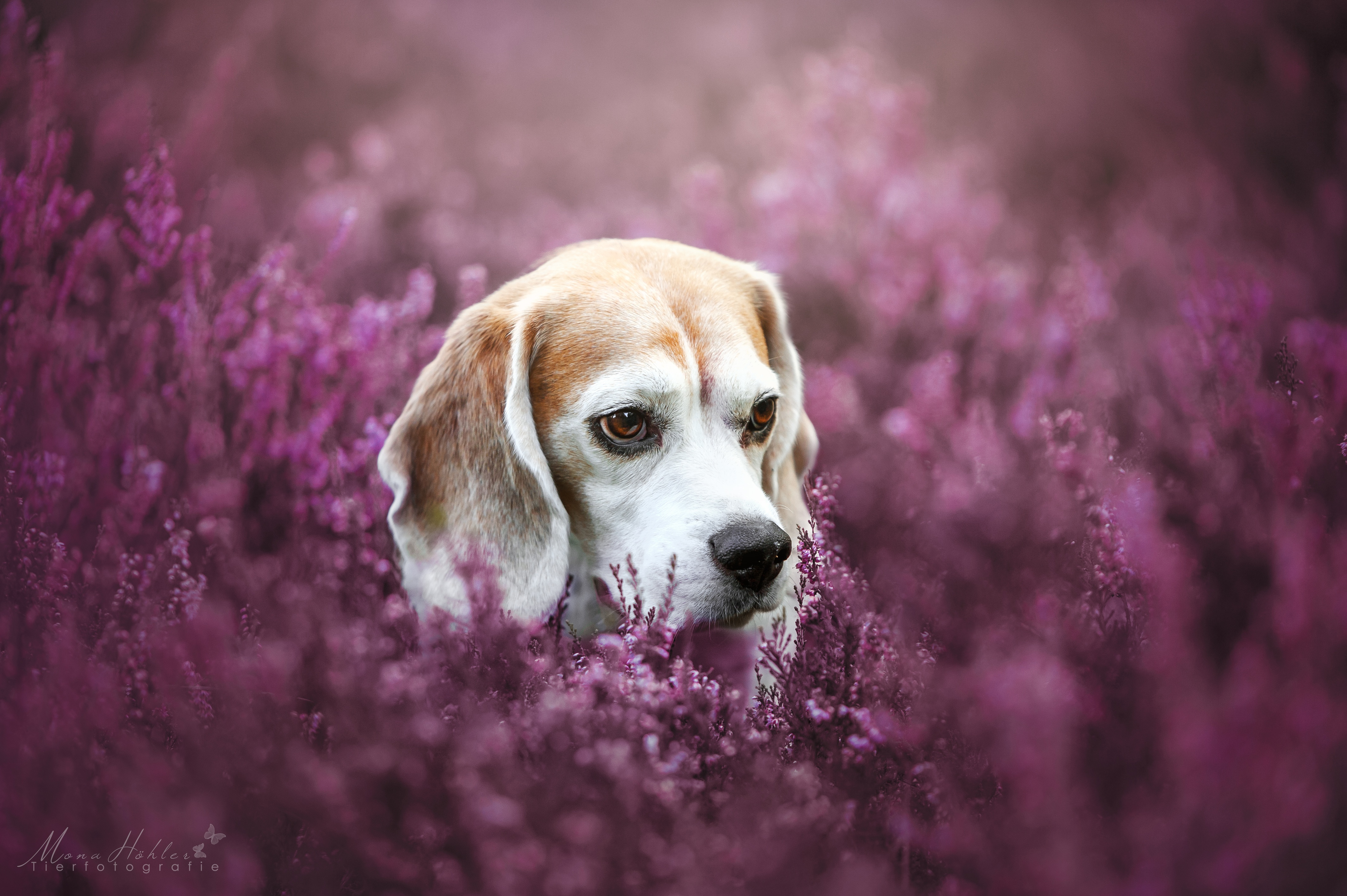 Beagle 4k Ultra HD Wallpaper Background Image 4256x2832 ID871889