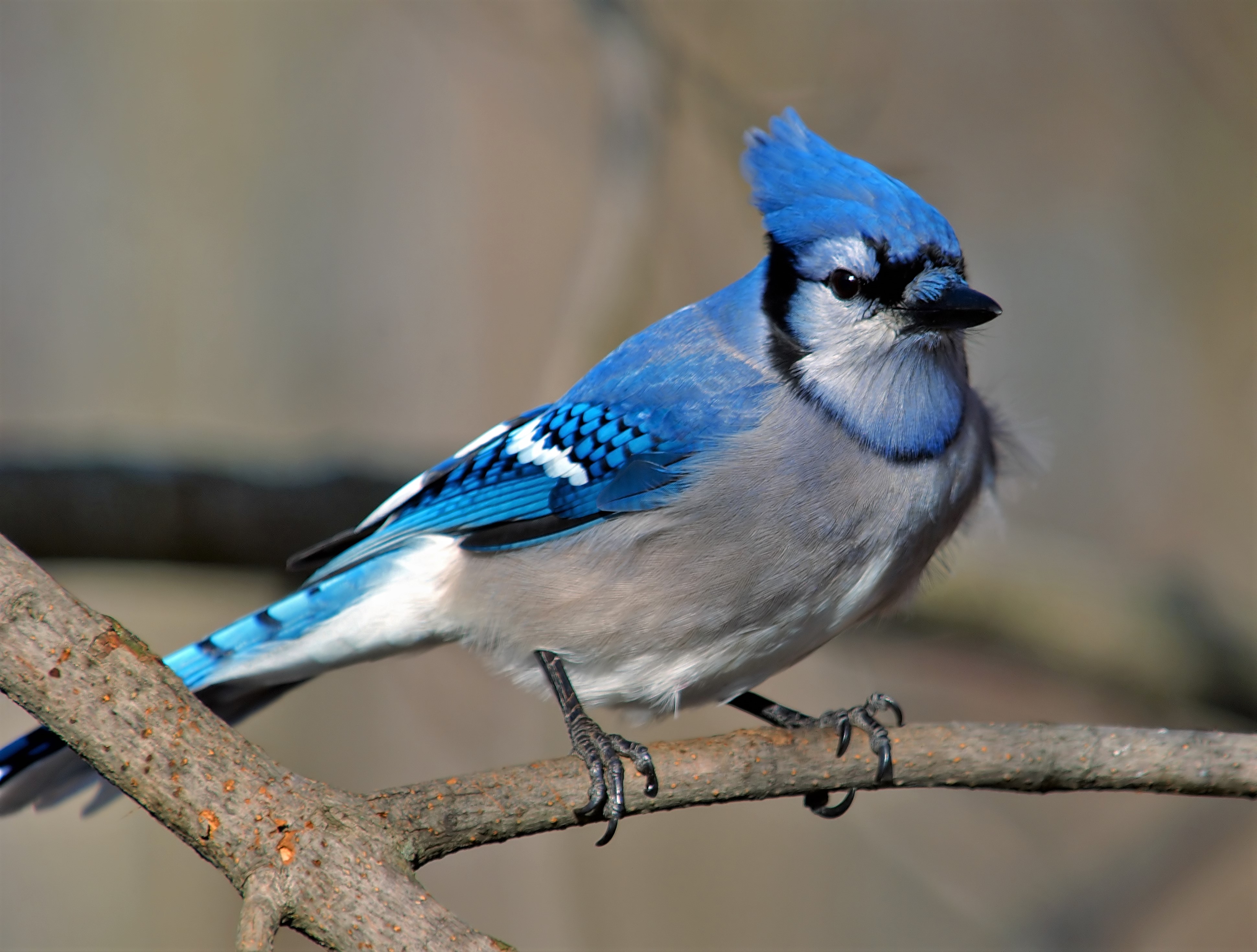 50+ Blue Jay HD Wallpapers and Backgrounds