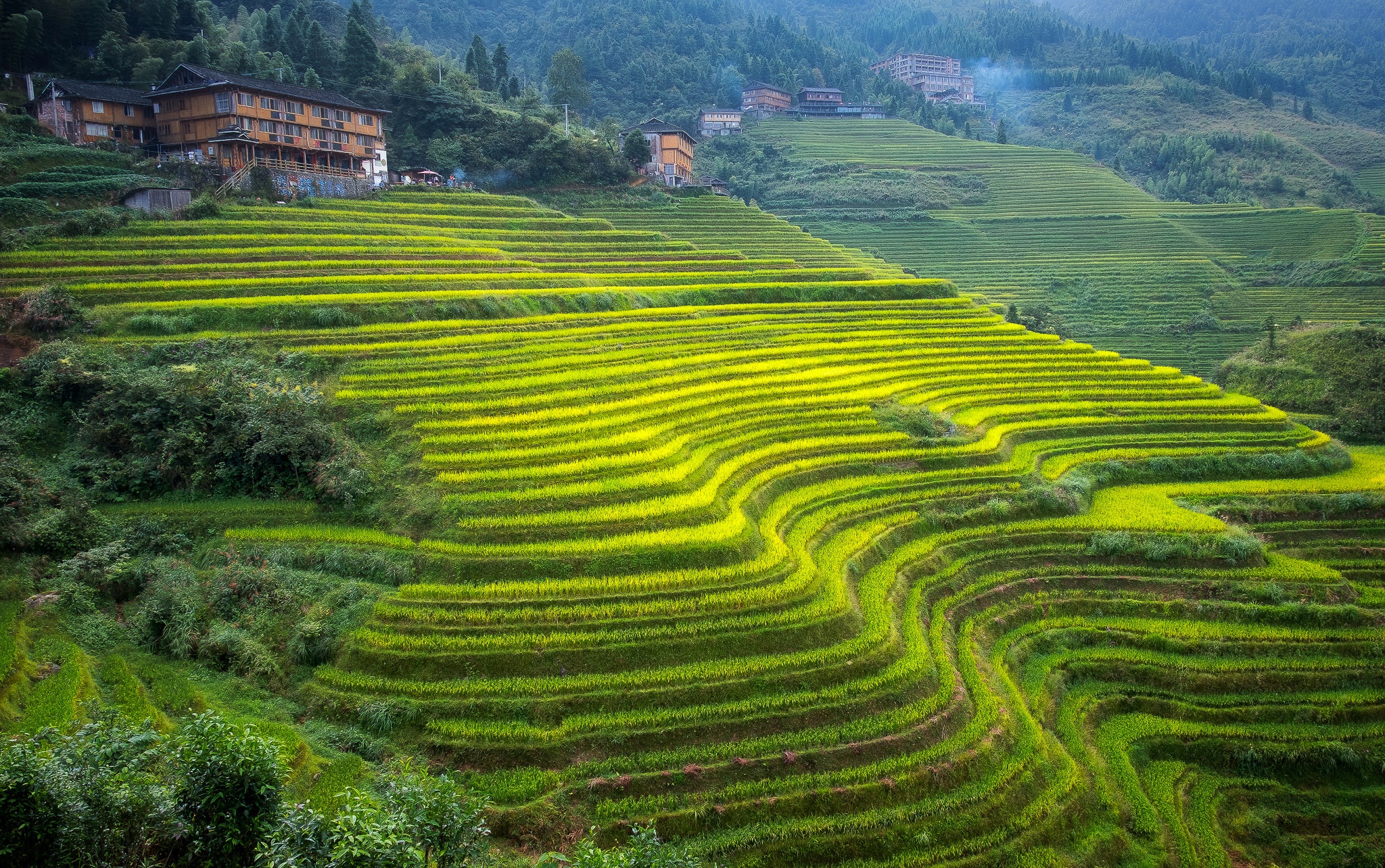 Download Nature Man Made Rice Terrace HD Wallpaper by Hilton Chen