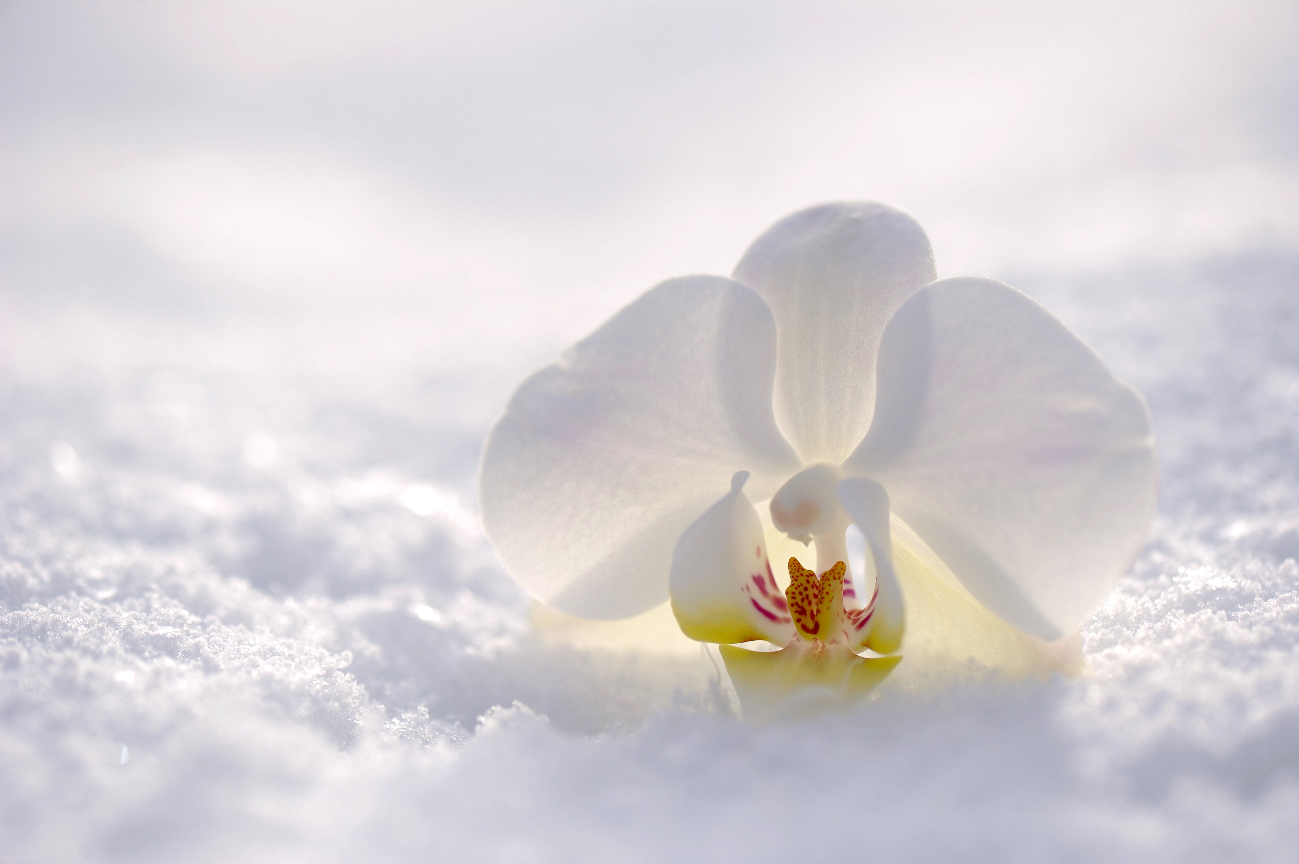 Snow Orchid Ultra HD Wallpaper by susannp4
