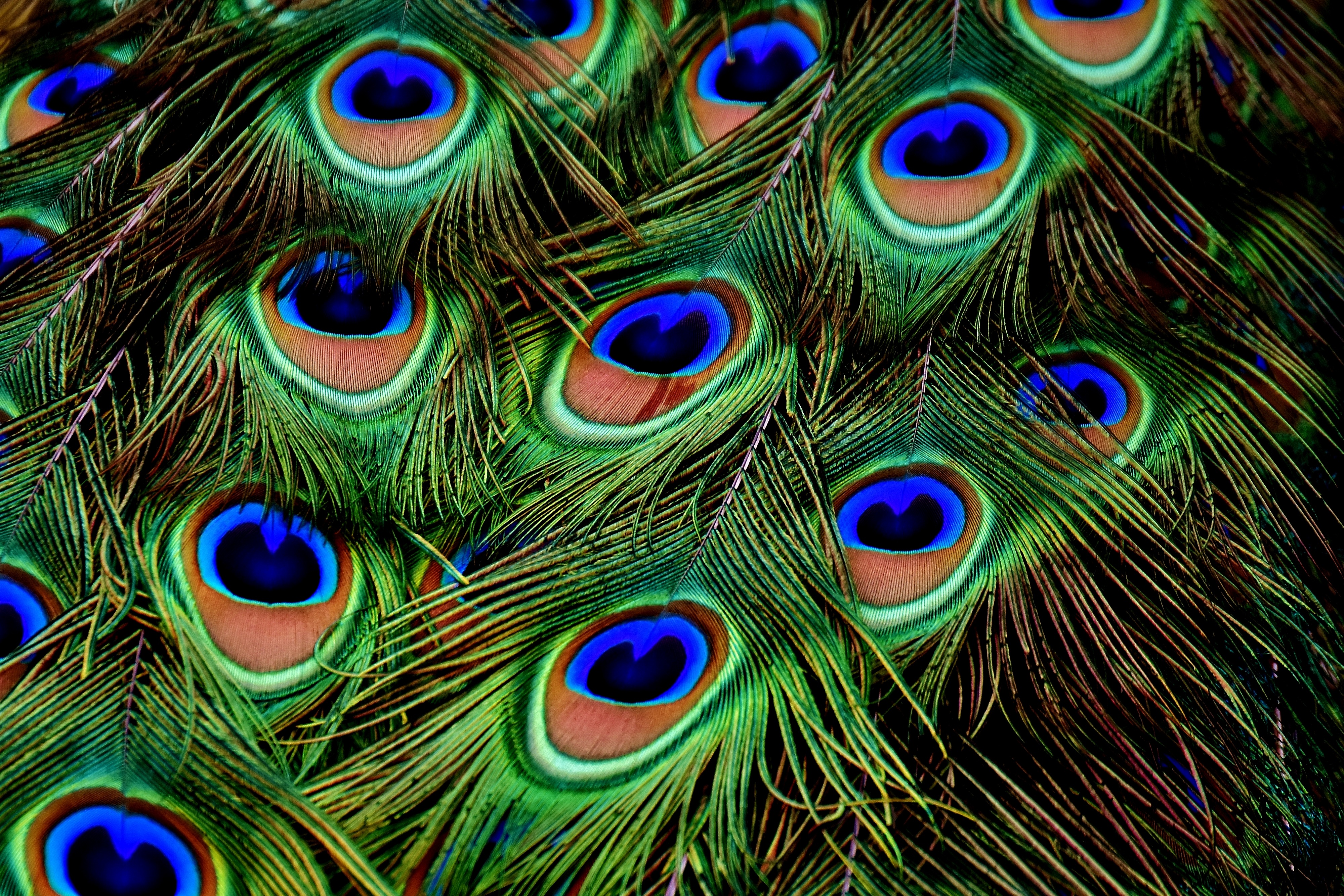 Peacock Feathers 4k Ultra HD Wallpaper Background Image