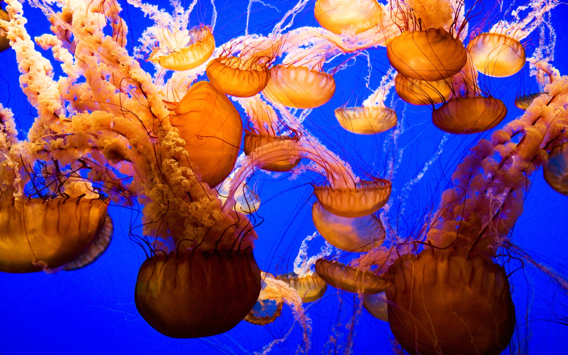 230+ Jellyfish HD Wallpapers and Backgrounds