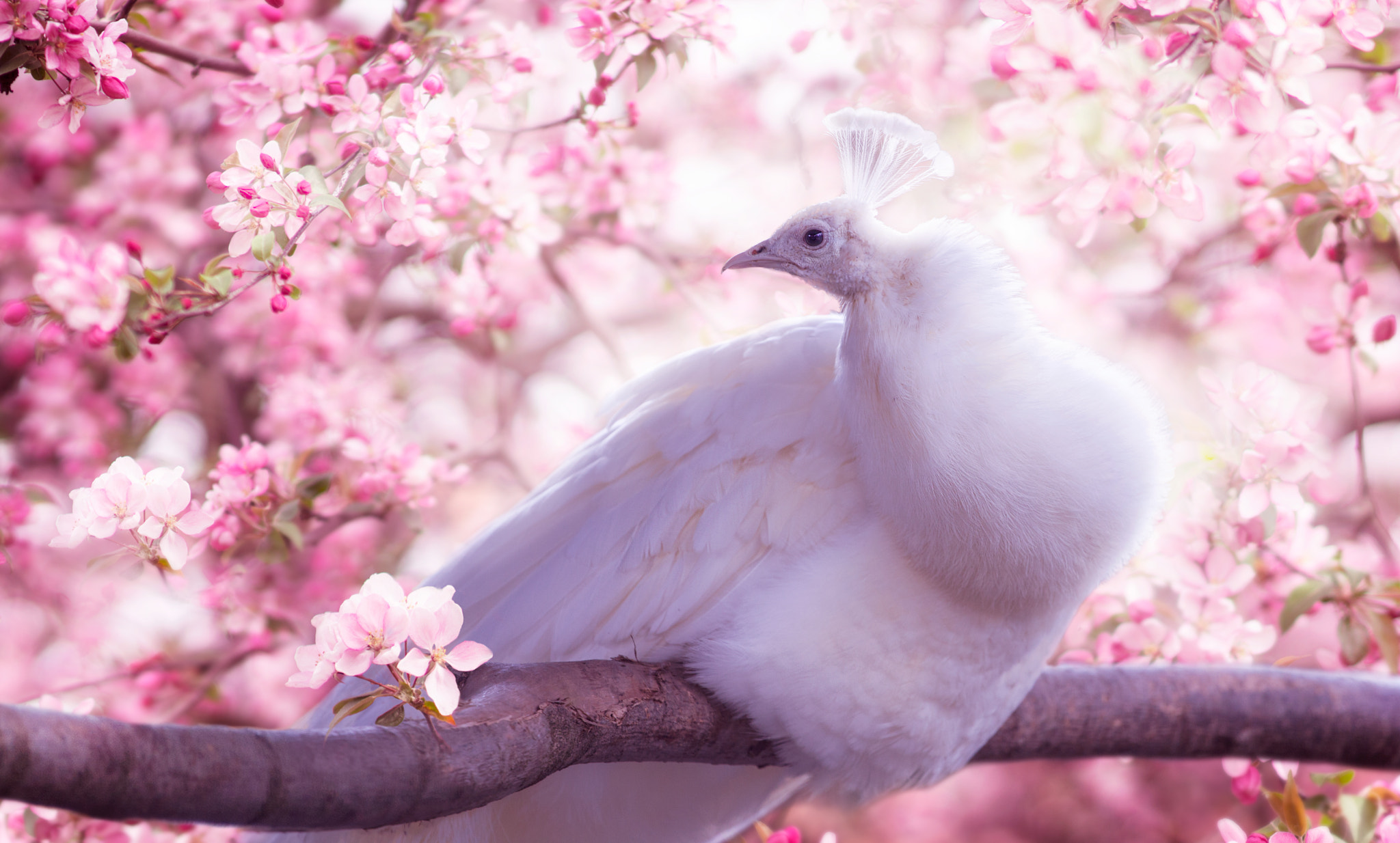 Download Pink Flower Blossom Bird Animal Peacock HD Wallpaper