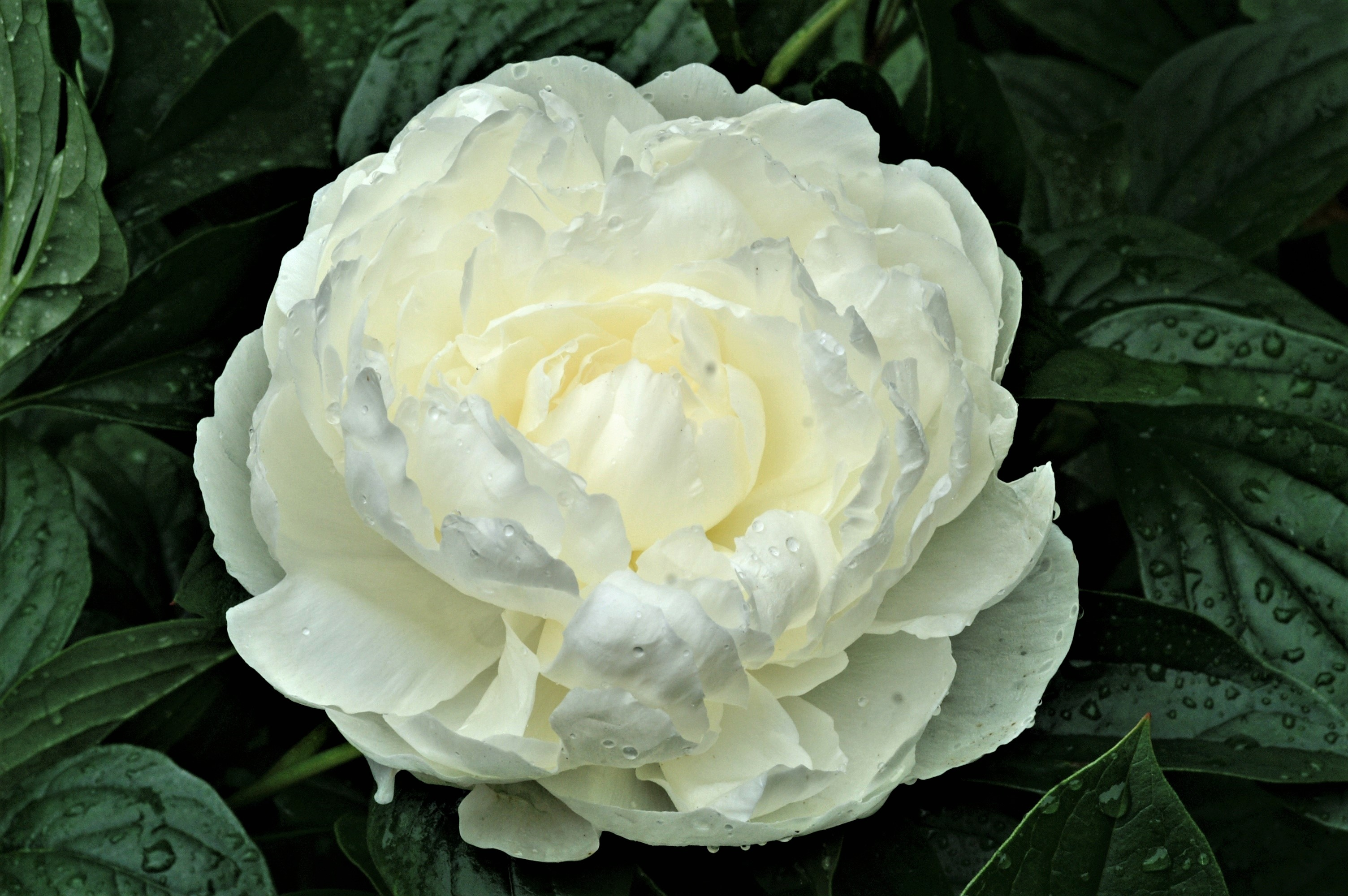 Download White Flower Leaf Flower Nature Peony HD Wallpaper