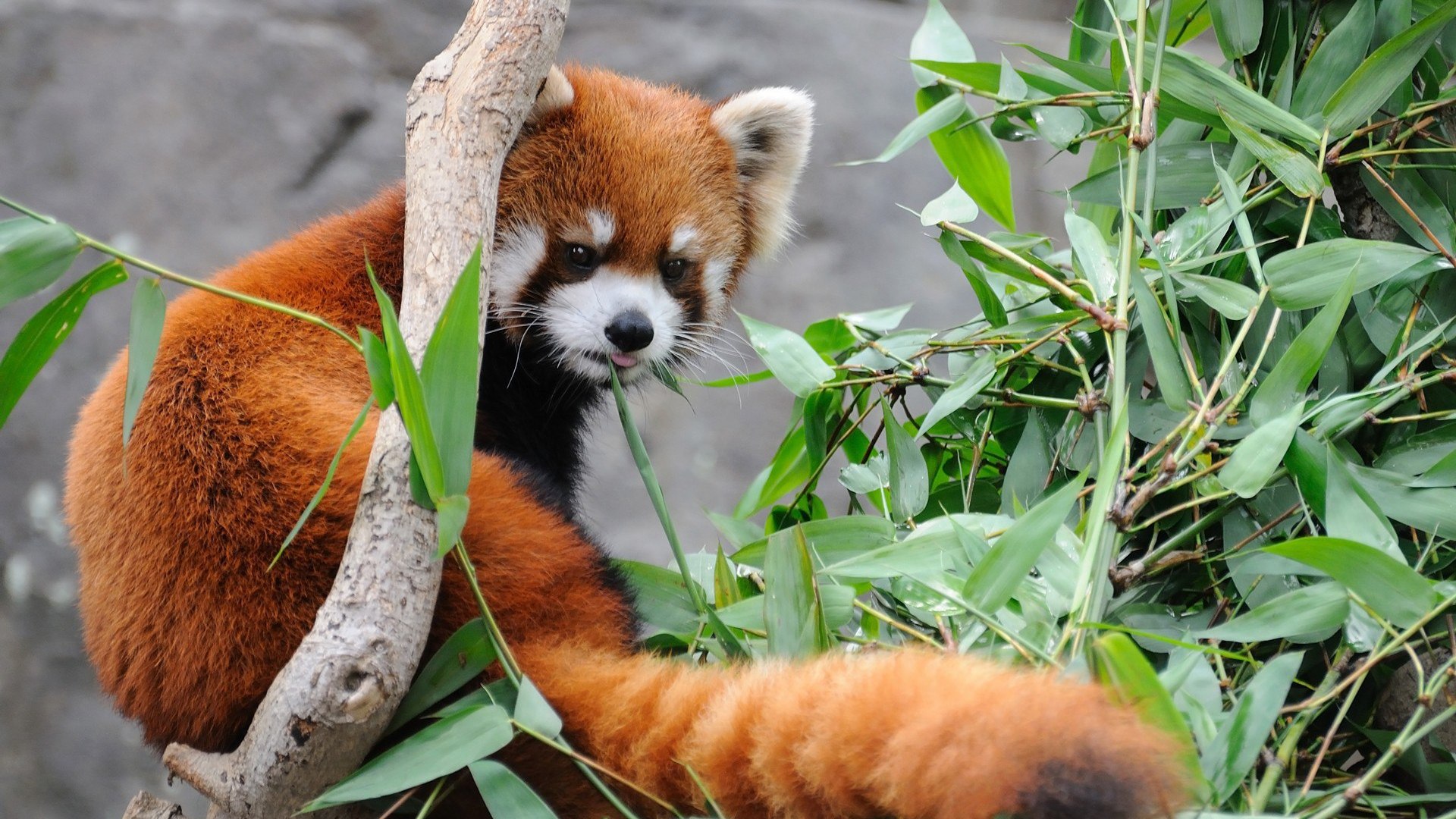 250+ Red Panda HD Wallpapers and Backgrounds