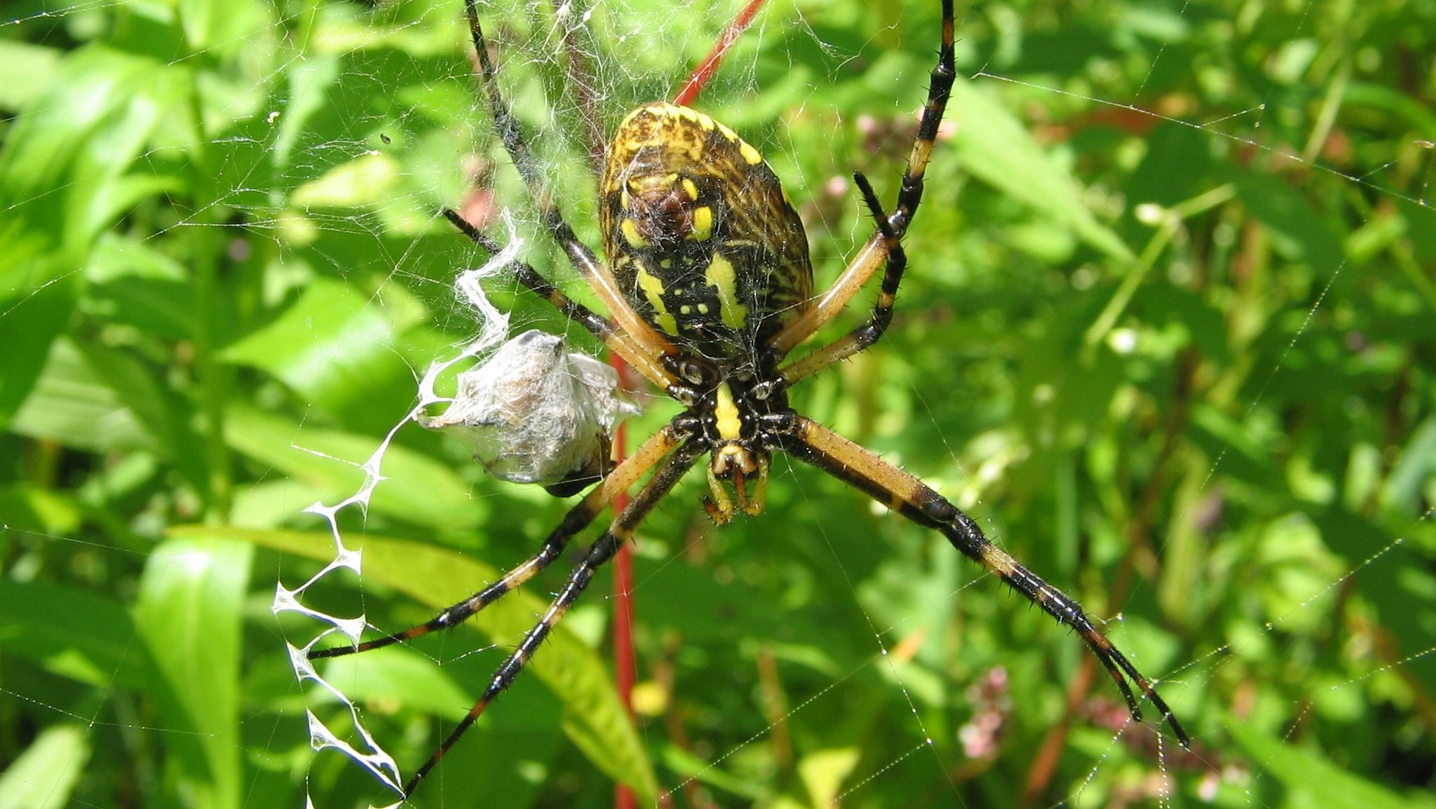 Cool Spider Wallpaper Lodge State