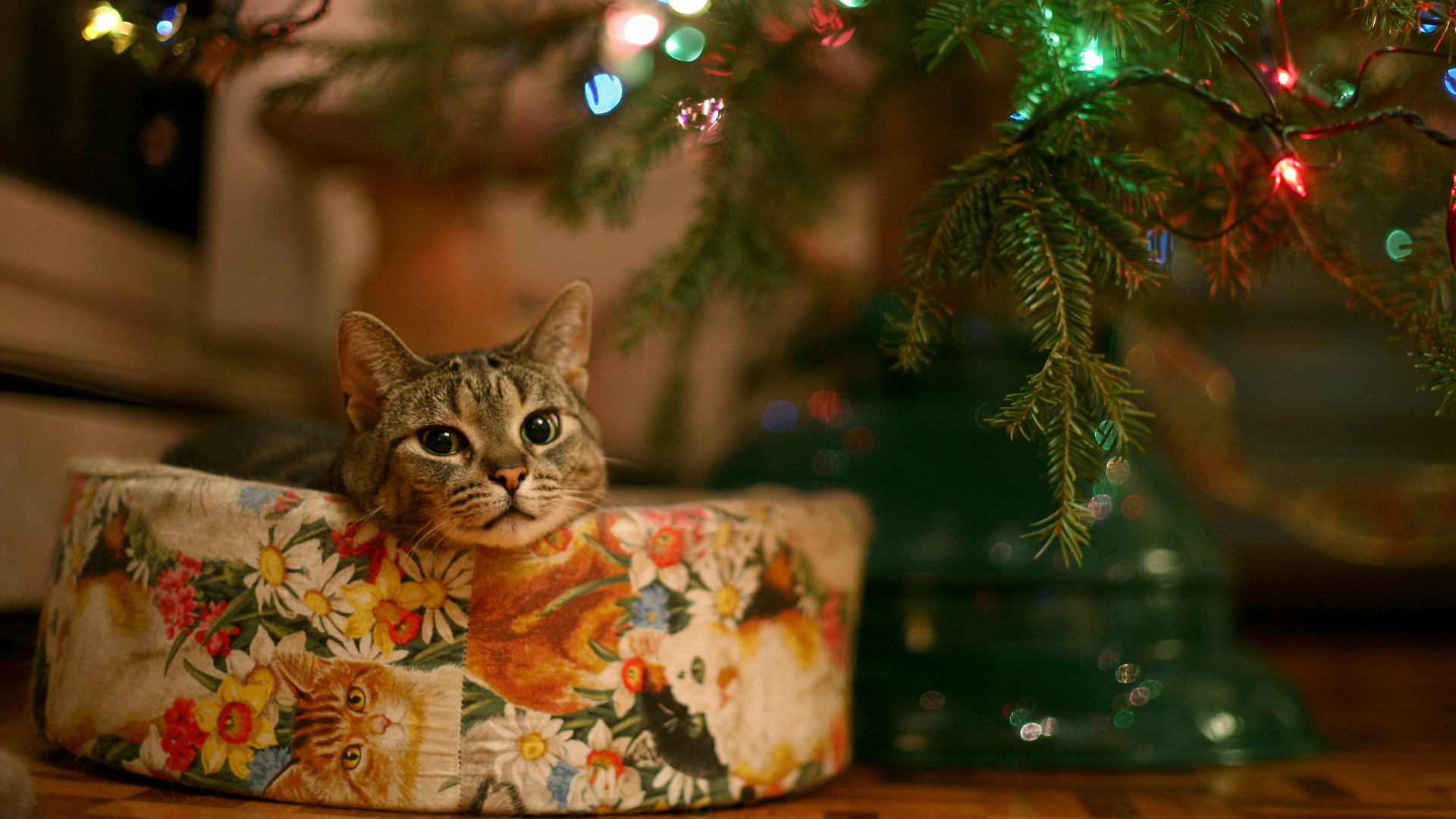 Cozy Christmas Cat HD Wallpaper