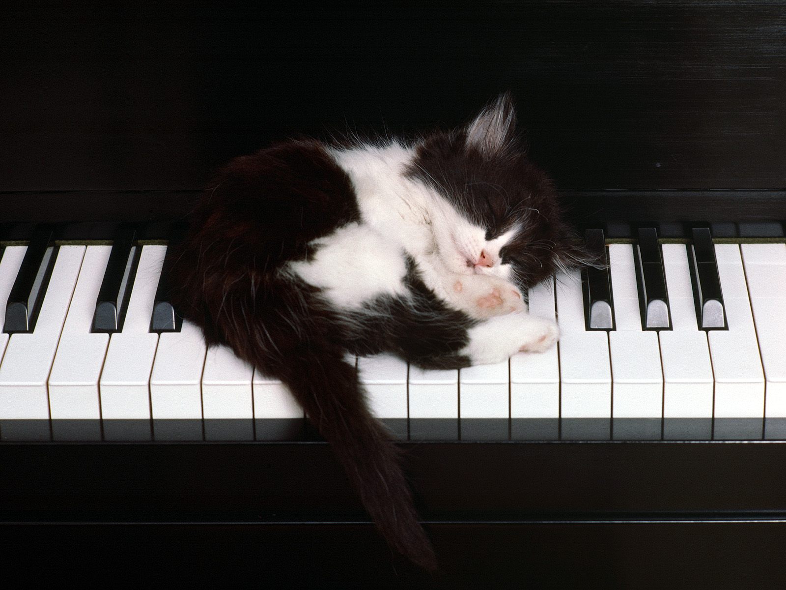 Black and White Cat asleep on the Piano Keys Wallpaper and Hintergrund