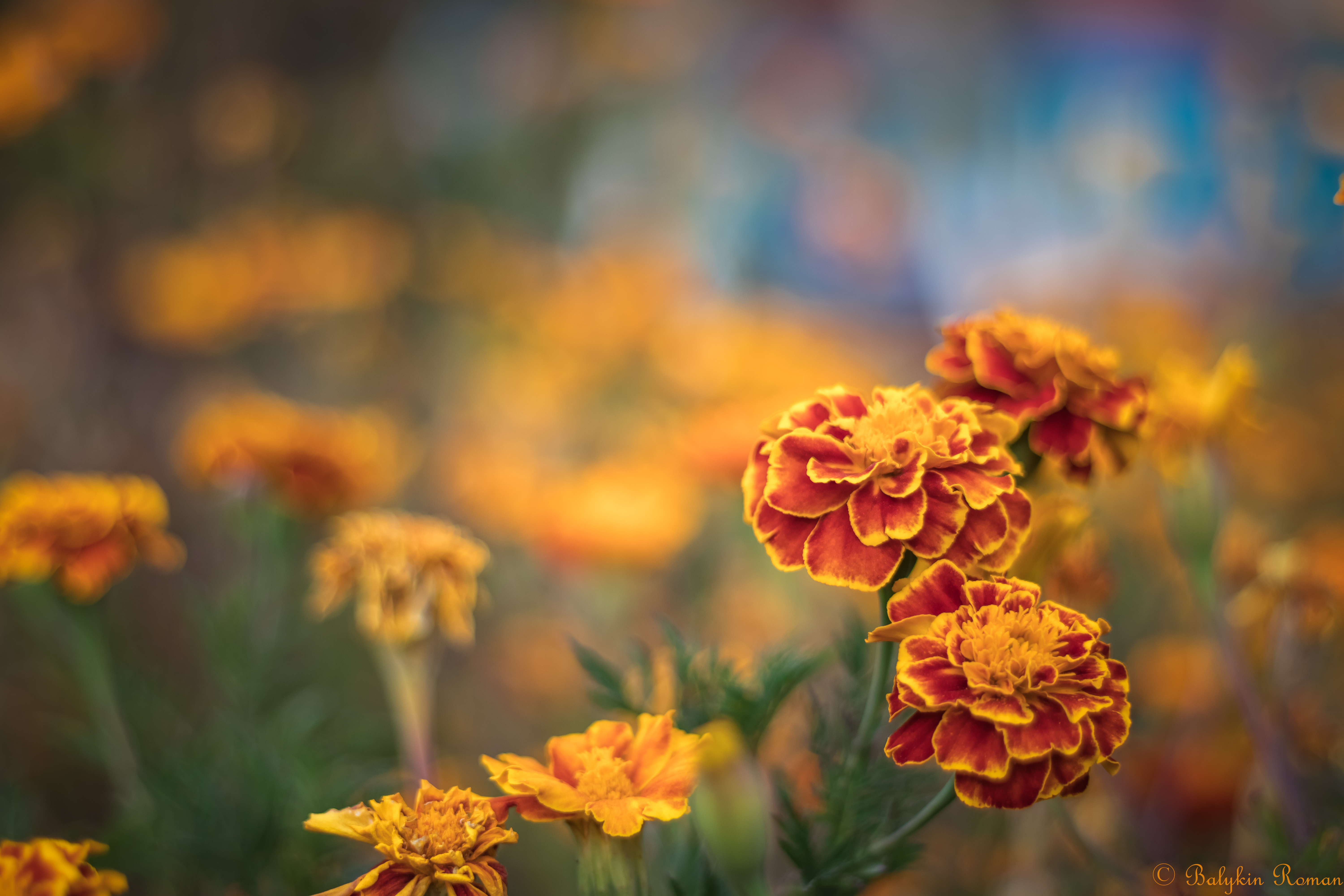 Marigold 5k Retina Ultra HD Wallpaper Background Image 6000x4000