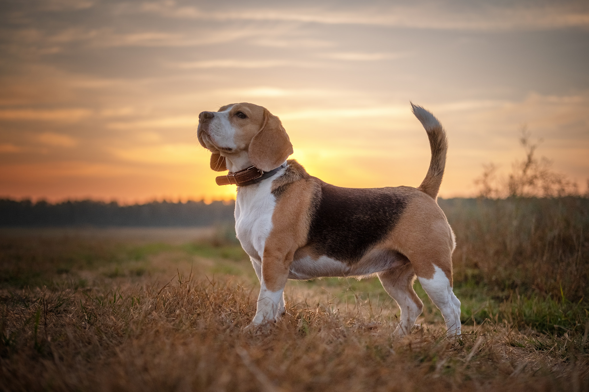 Beagle Wallpaper 4k
