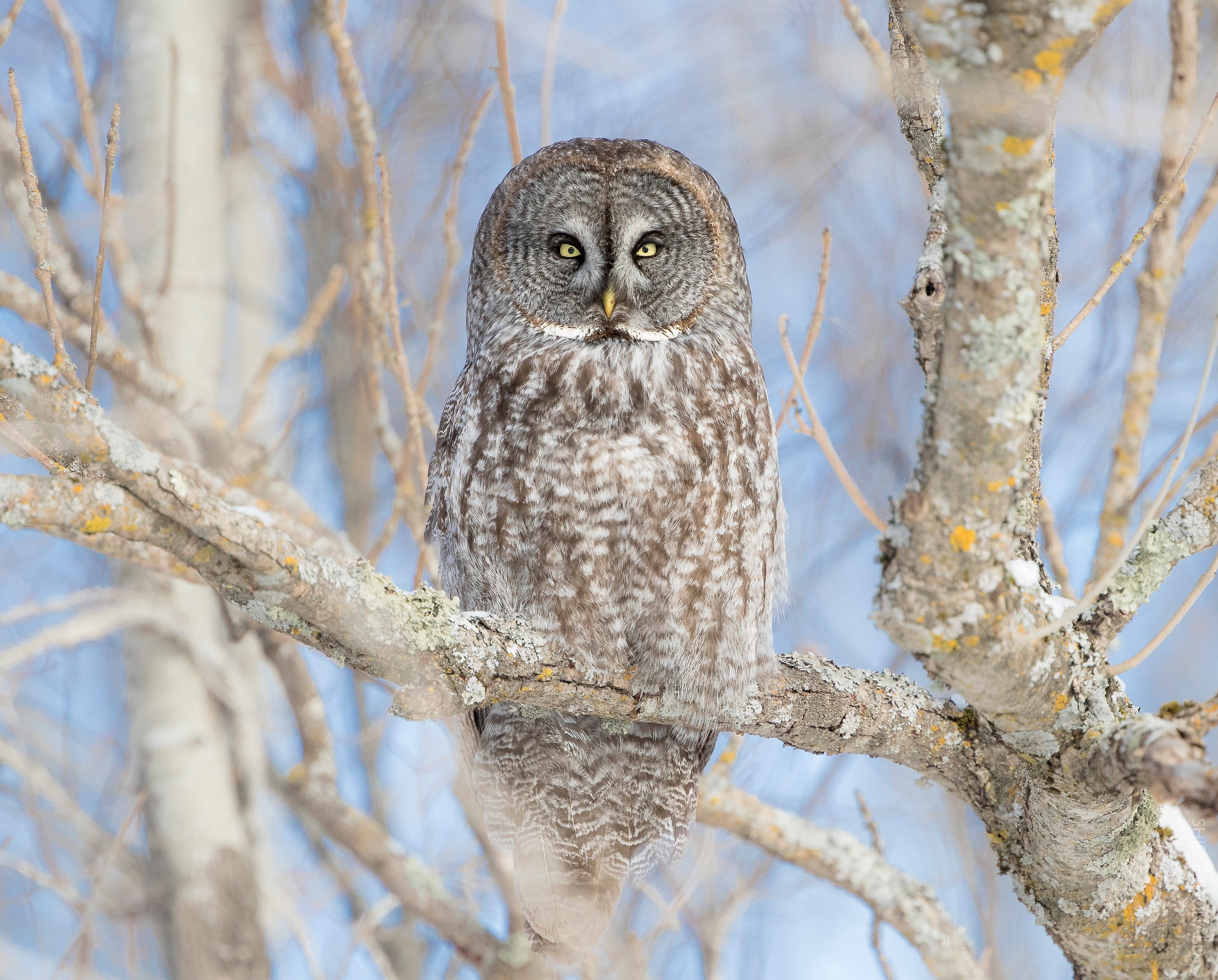Download Stare Bird Owl Animal Great Grey Owl HD Wallpaper