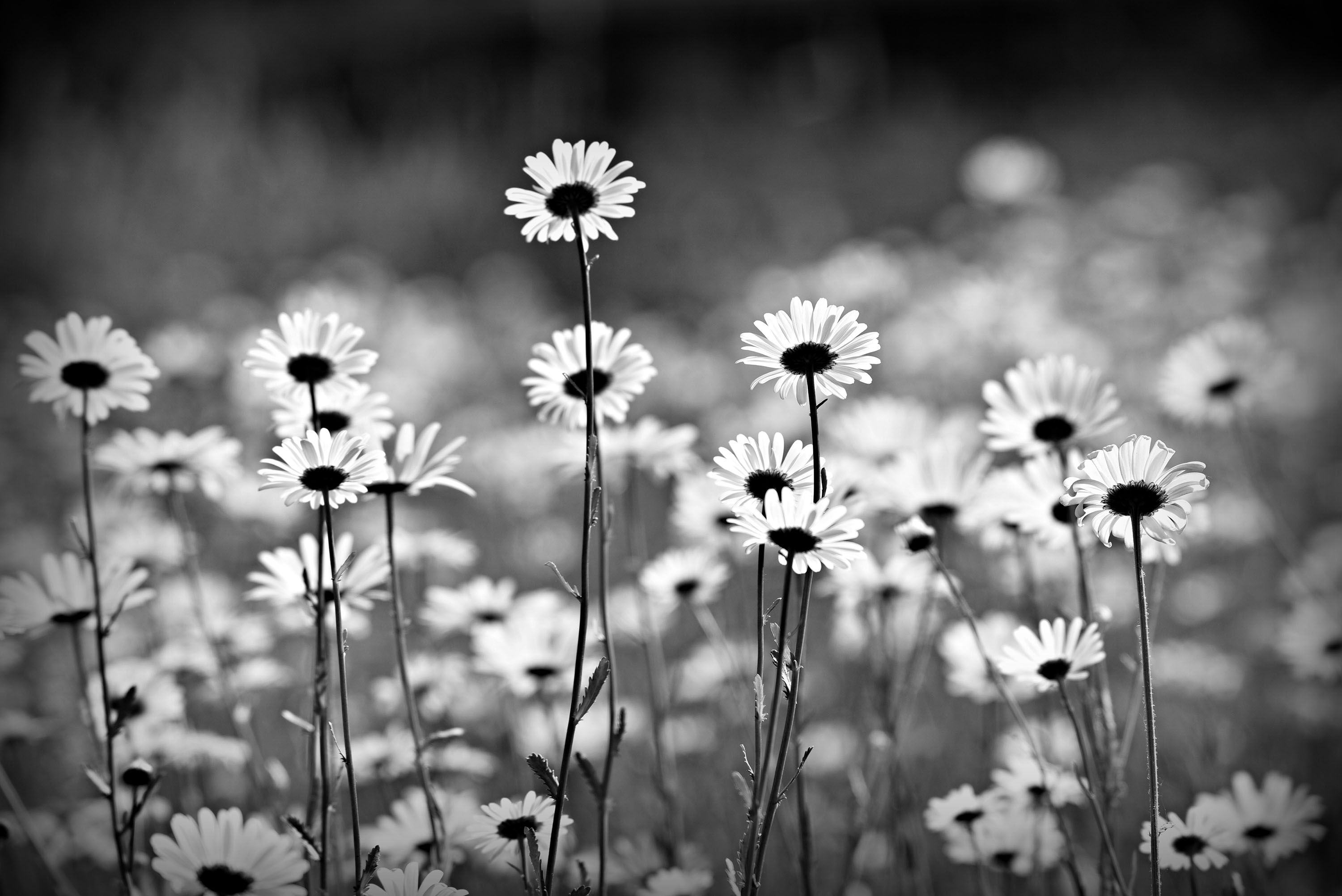 Download Black & White Oxeye Daisy Nature Daisy HD Wallpaper by Mabel Amber