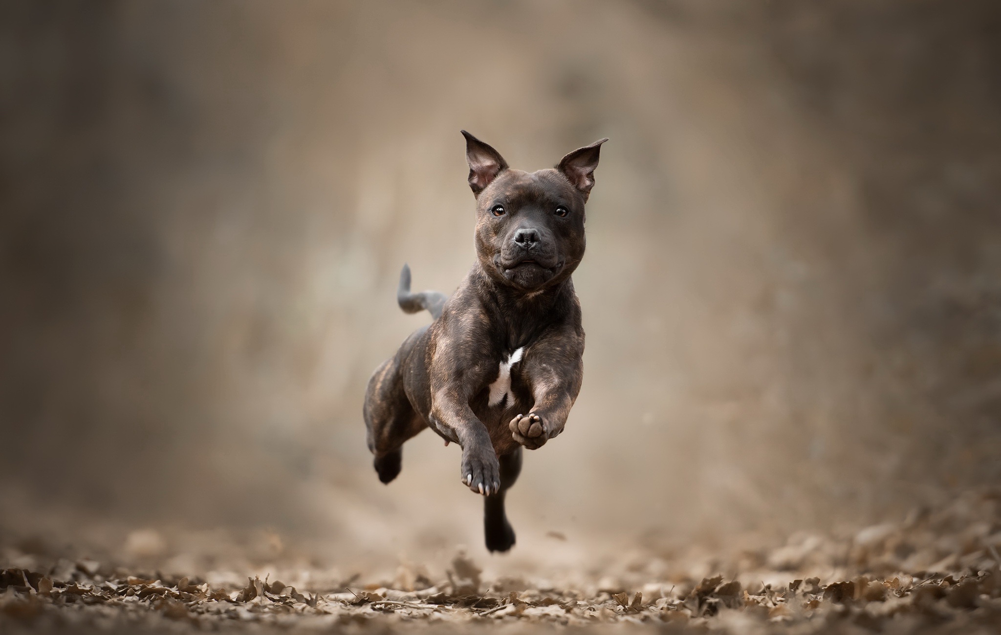 Download Depth Of Field Dog Staffordshire Bull Terrier Animal Bull