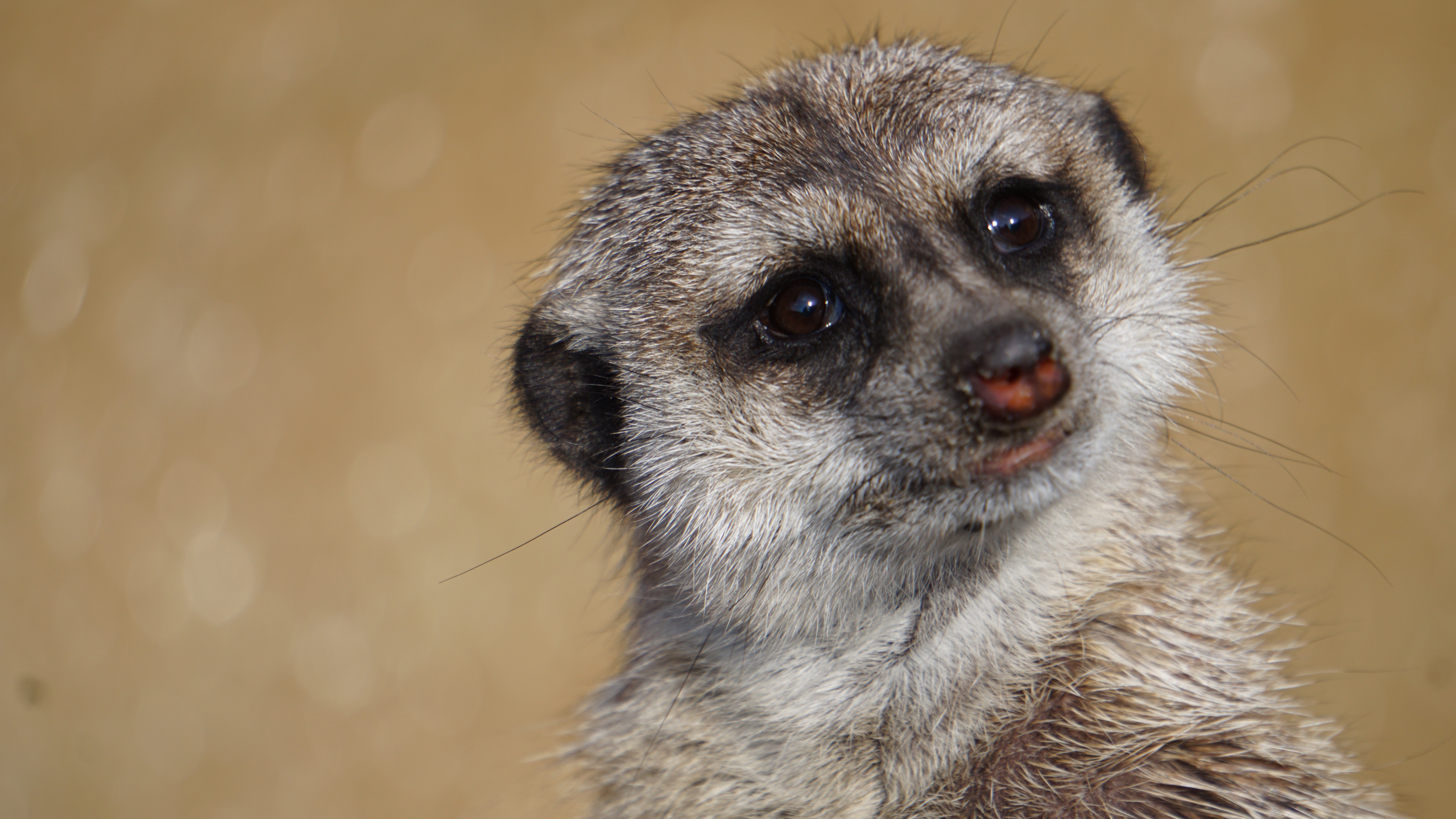 Meerkat Zoom Background
