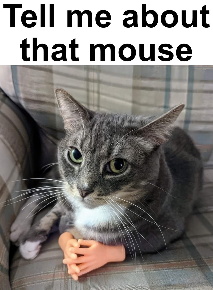 Cat meme Meme by CrispOfBaa ) Memedroid