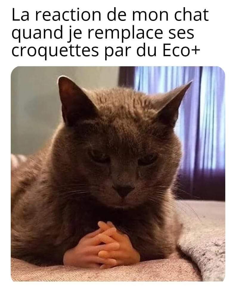 Les meilleurs mèmes Croquettes ) Memedroid