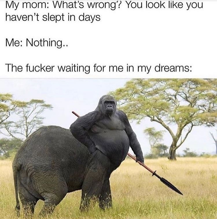 The best Gorilla memes ) Memedroid