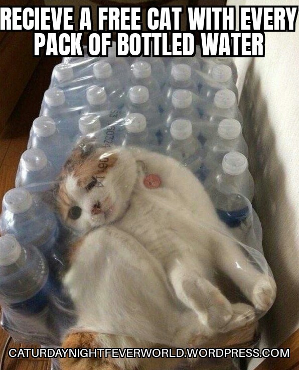 Free cat with pack of water Meme by Memeism ) Memedroid