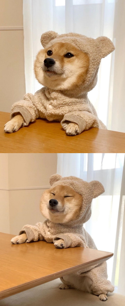 Cute doggo 3 Meme by Horsecock.owner ) Memedroid