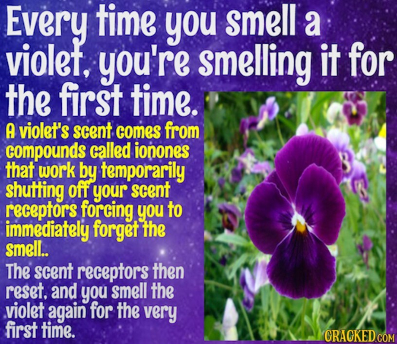 The best flowers memes ) Memedroid