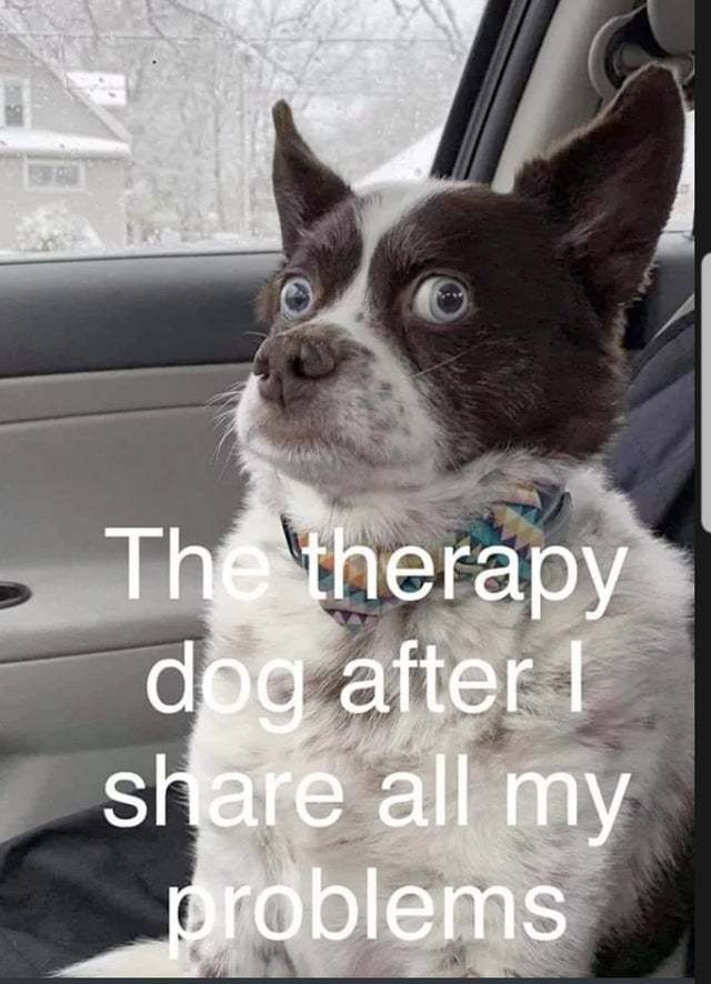 Therapy dog after I share all my problems Meme by MemeLust ) Memedroid