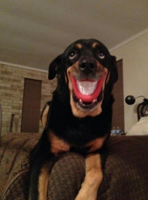 Best dog toy ever. Meme by Emiliot ) Memedroid