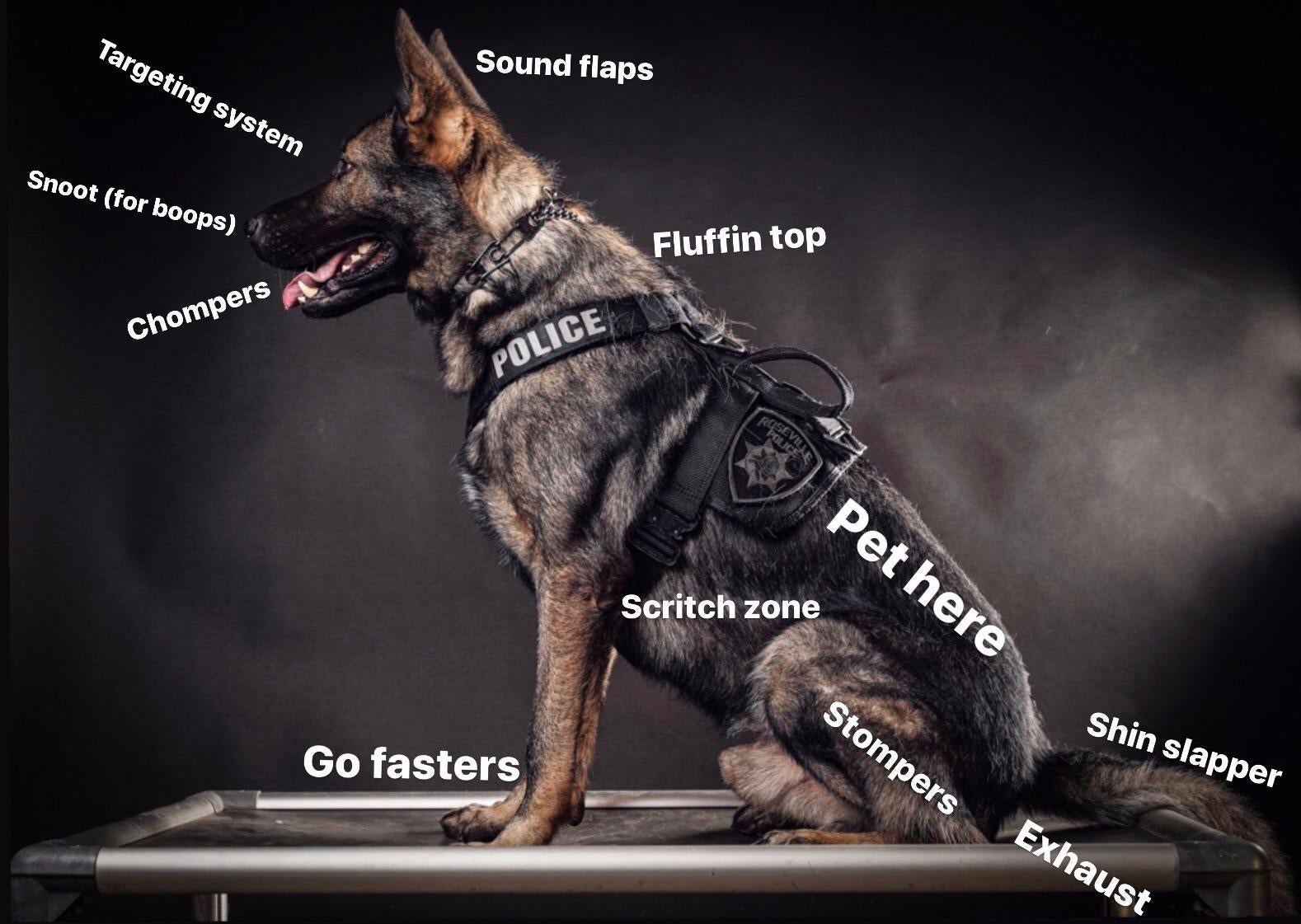 k9 Meme by Adman1381 ) Memedroid