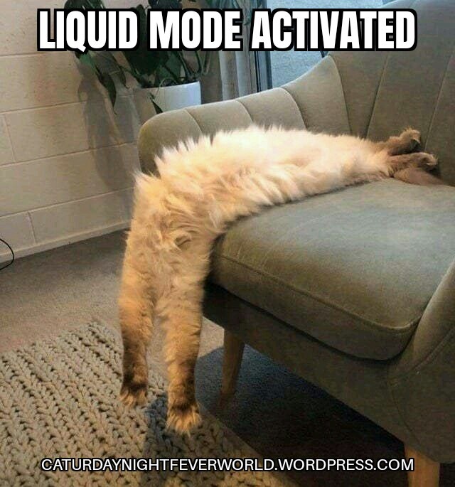 Cats are liquid funny pose Meme by Memeism ) Memedroid