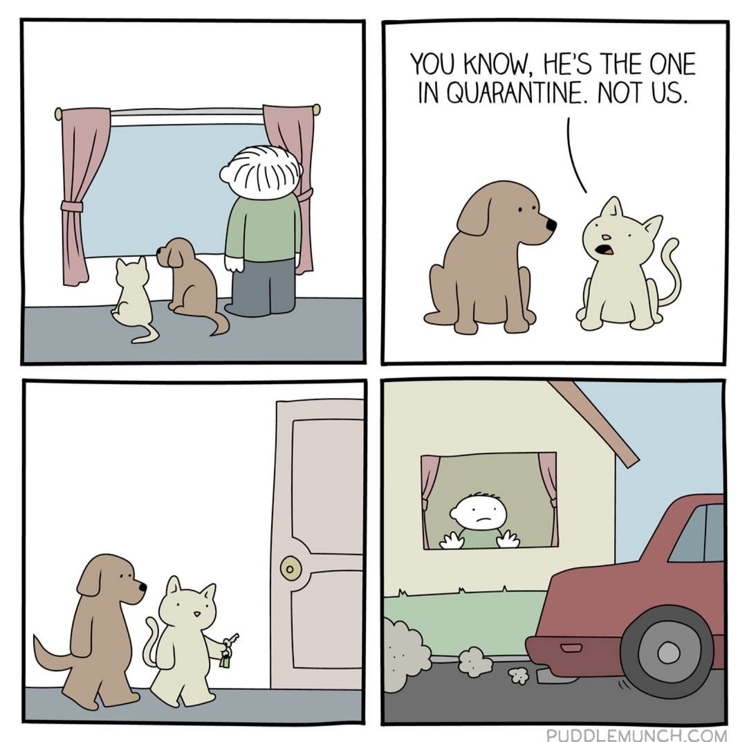 Cats don't want to take walks Meme by Cliffy_99 ) Memedroid