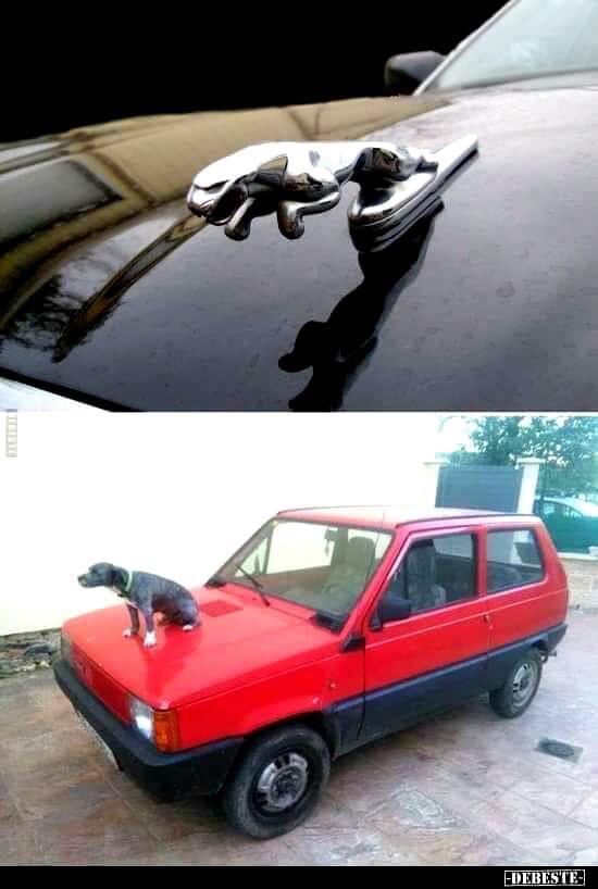 The best Jaguar memes ) Memedroid